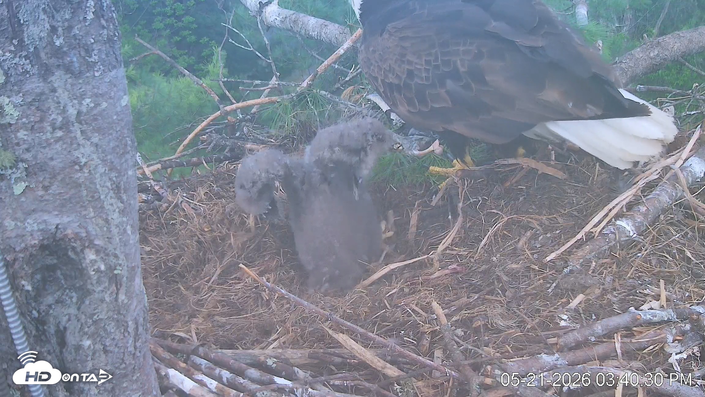 Snapshot of VINS Bald Eagles Nest Live Cams taken May 21, 2026, 3:43pm EDT