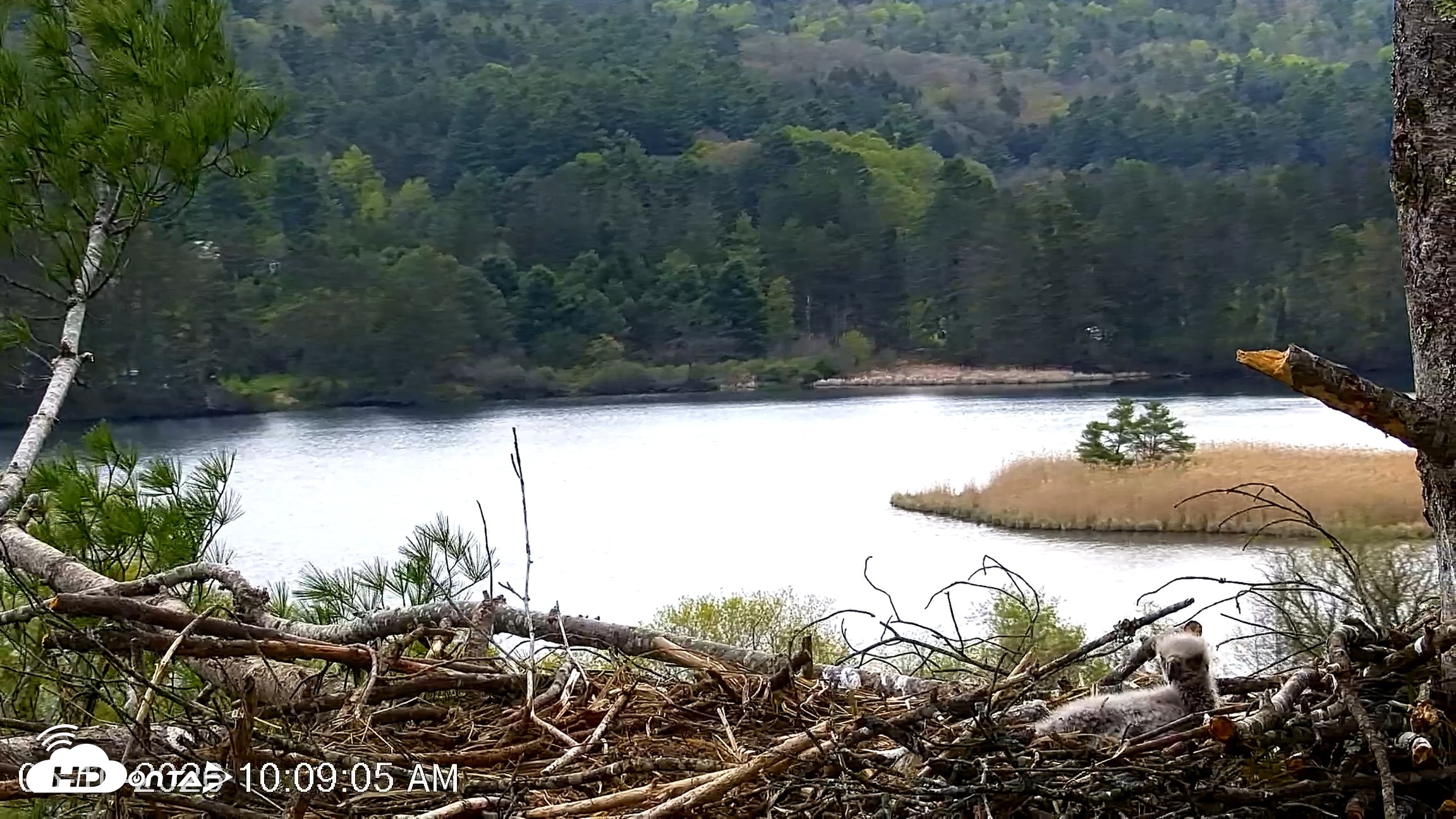 Snapshot of VINS Bald Eagles Nest Live Cams taken May 10, 2026, 10:09am EDT