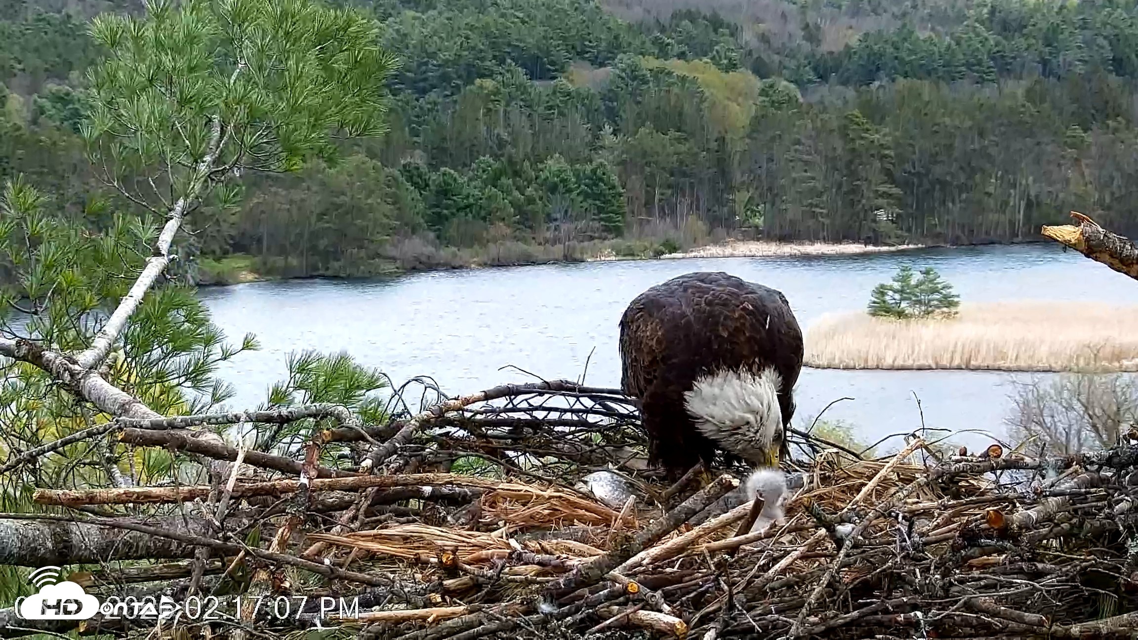 Snapshot of VINS Bald Eagles Nest Live Cams taken May 3, 2026, 2:17pm EDT