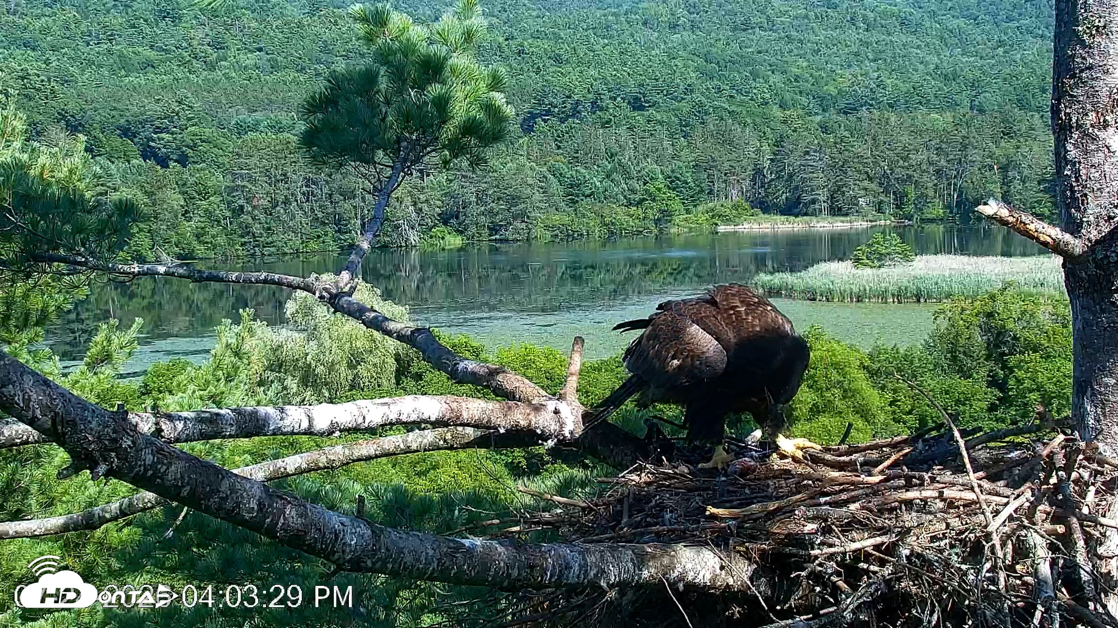 Snapshot of VINS Bald Eagles Nest Live Cams taken Jul 24, 2026, 4:04pm EDT