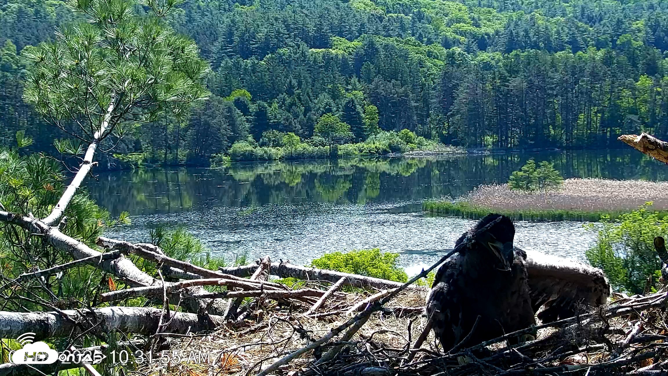 Snapshot of VINS Bald Eagles Nest Live Cams taken Jun 3, 2026, 10:32am EDT