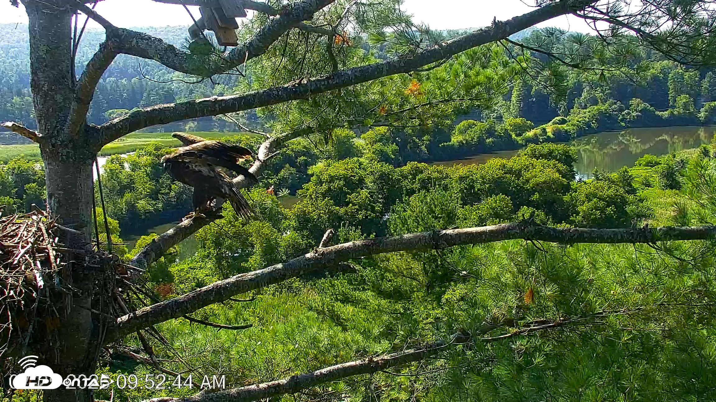 Snapshot of VINS Bald Eagles Nest Live Cams taken Jul 25, 2026, 9:54am EDT