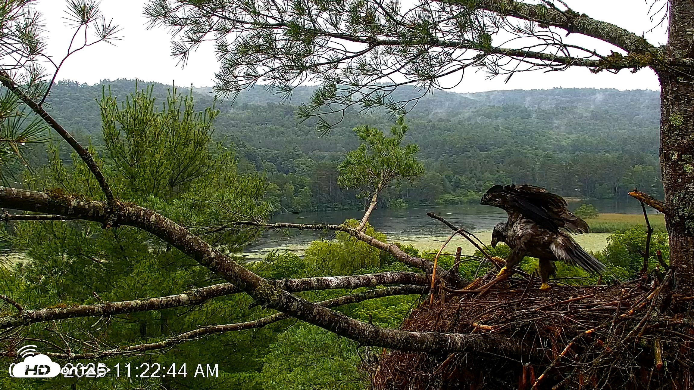 Snapshot of VINS Bald Eagles Nest Live Cams taken Jul 7, 2026, 11:23am EDT