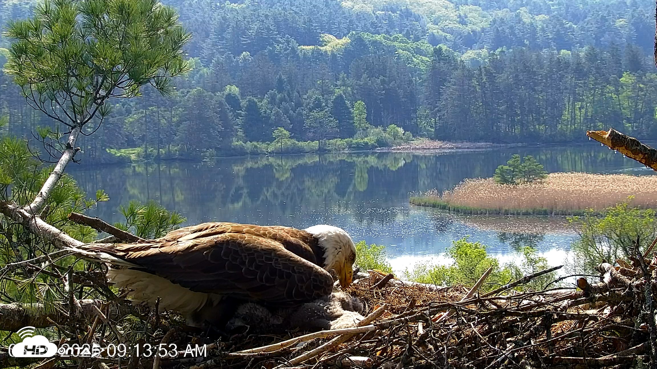 Snapshot of VINS Bald Eagles Nest Live Cams taken May 19, 2026, 9:14am EDT