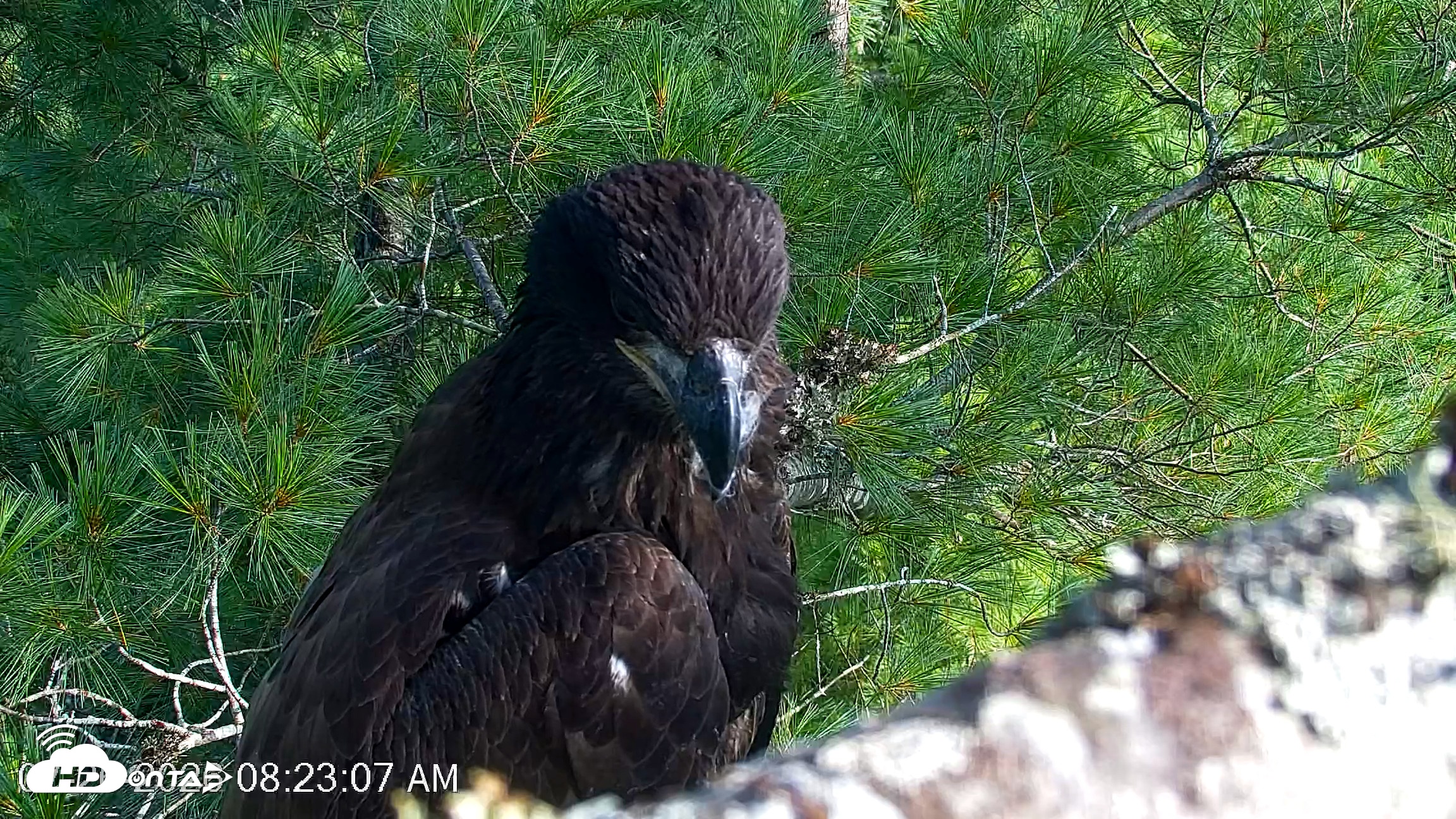 Snapshot of VINS Bald Eagles Nest Live Cams taken Jul 26, 2026, 8:23am EDT