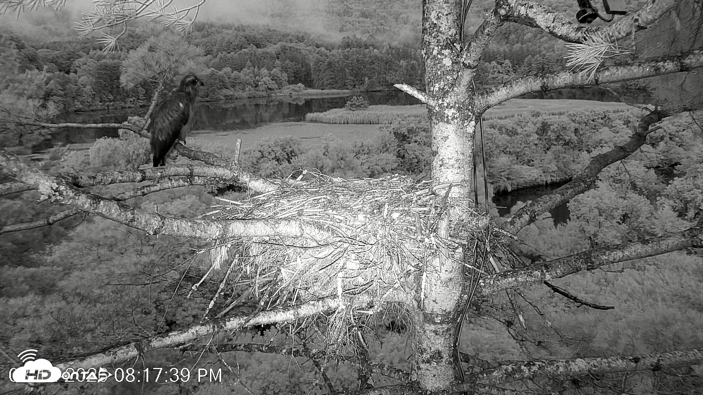 Snapshot of VINS Bald Eagles Nest Live Cams taken Aug 12, 2026, 8:18pm EDT