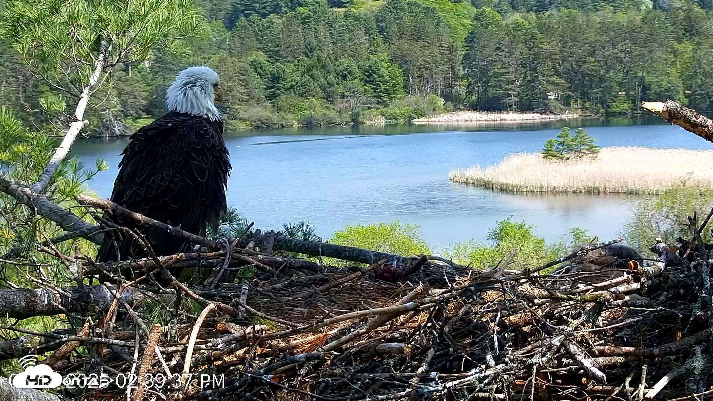 Snapshot of VINS Bald Eagles Nest Live Cams taken May 18, 2026, 2:40pm EDT