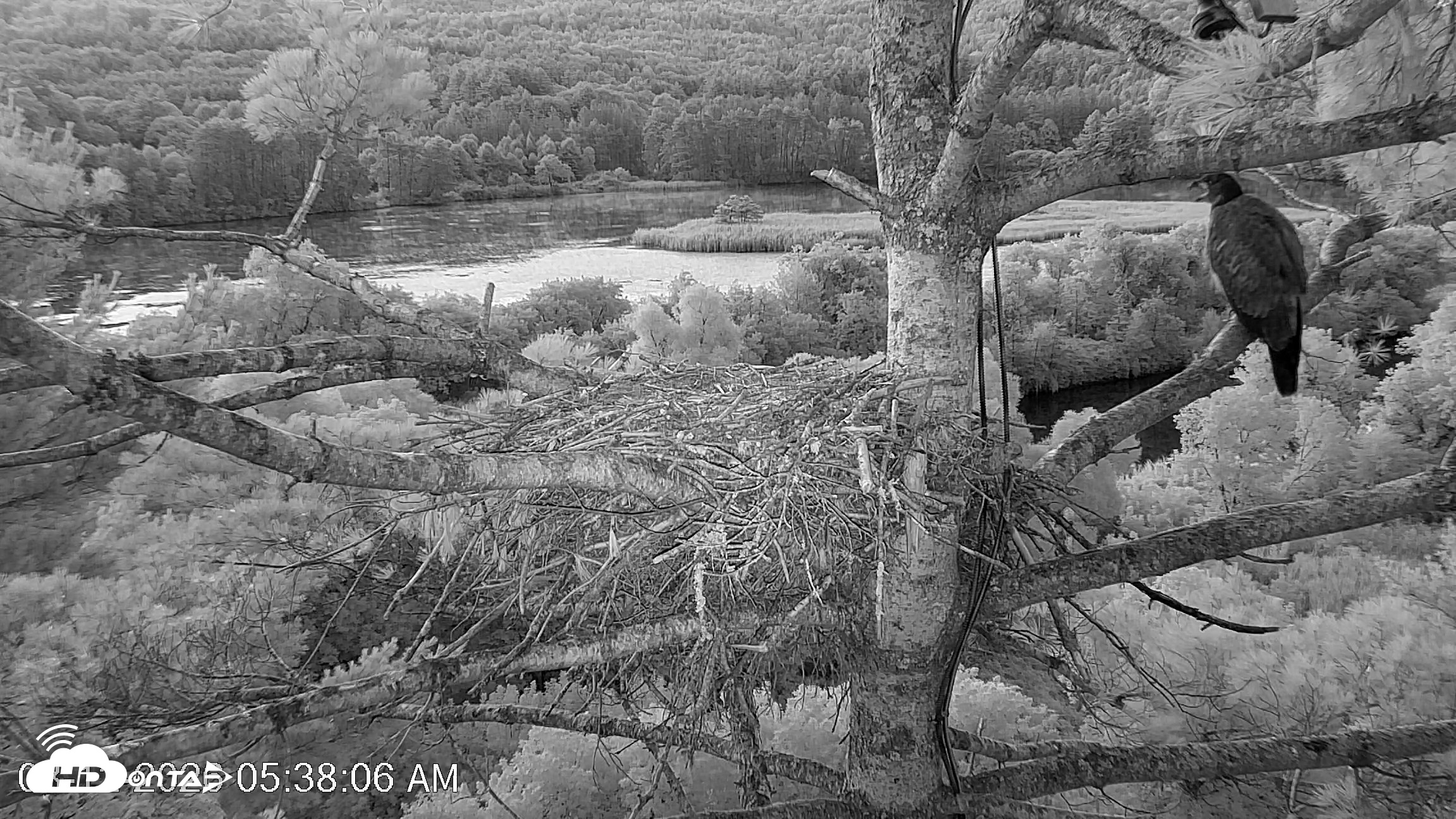Snapshot of VINS Bald Eagles Nest Live Cams taken Aug 12, 2026, 5:38am EDT