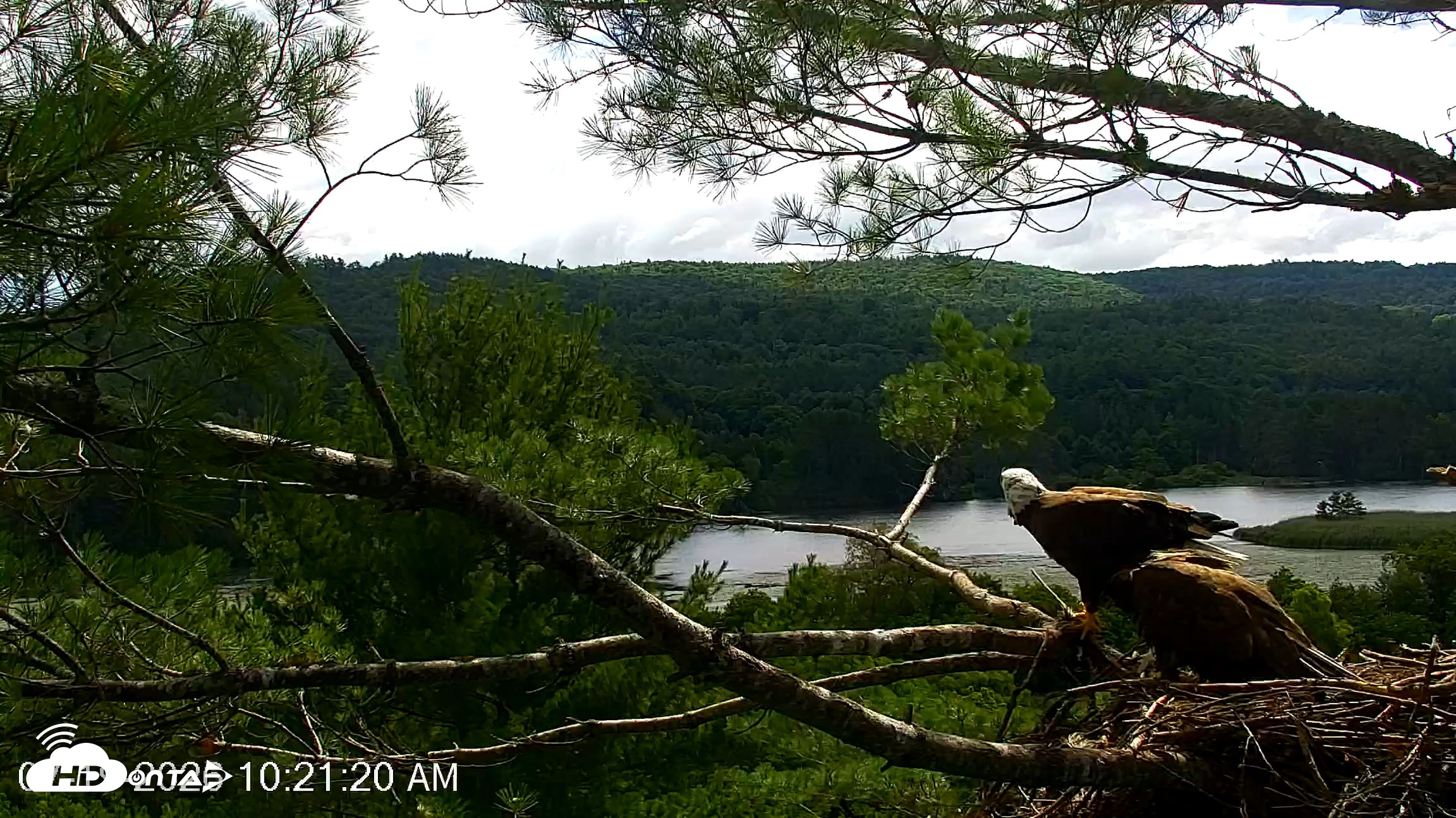 Snapshot of VINS Bald Eagles Nest Live Cams taken Jul 19, 2026, 10:22am EDT