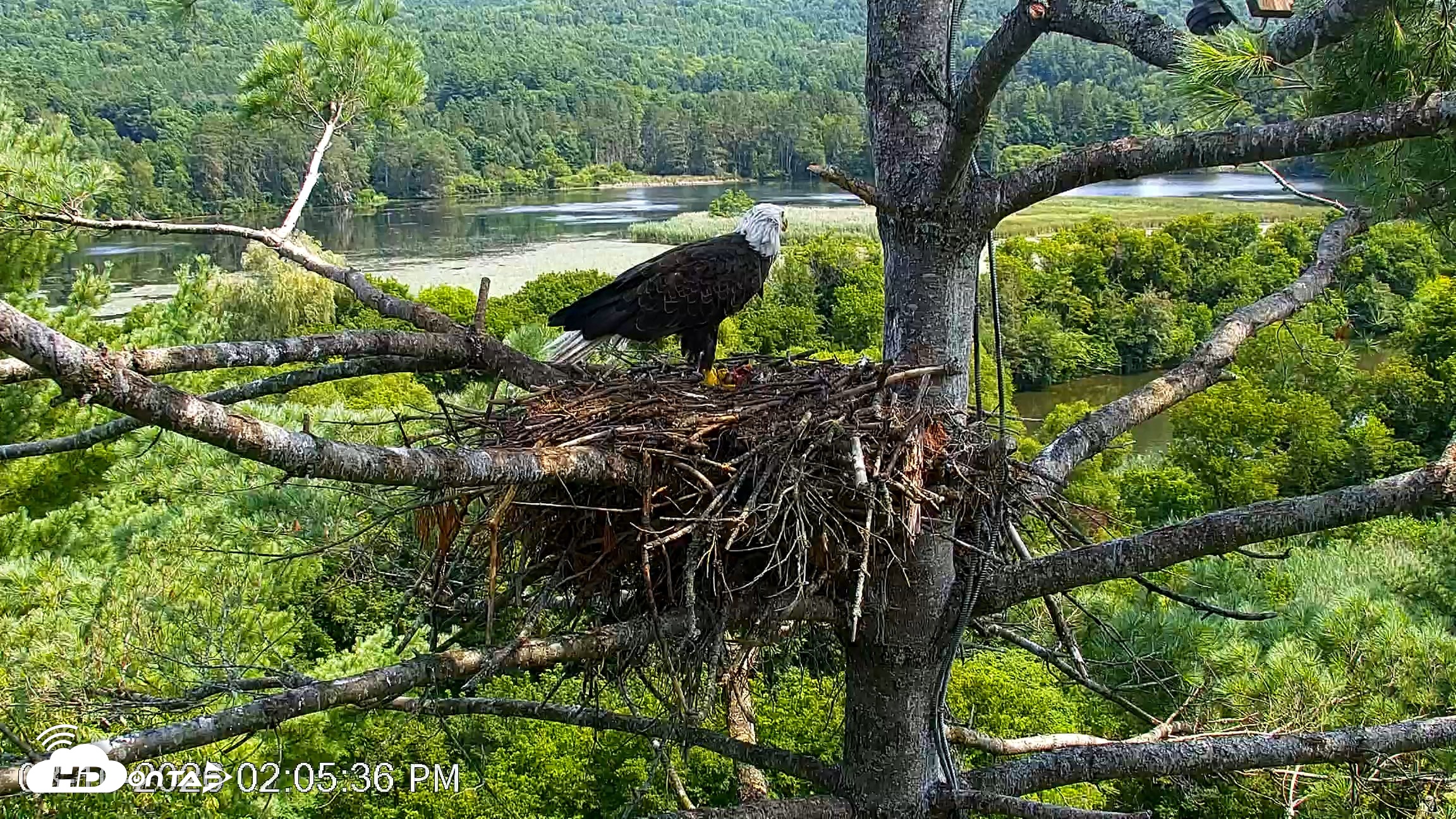 Snapshot of VINS Bald Eagles Nest Live Cams taken Aug 10, 2026, 2:06pm EDT
