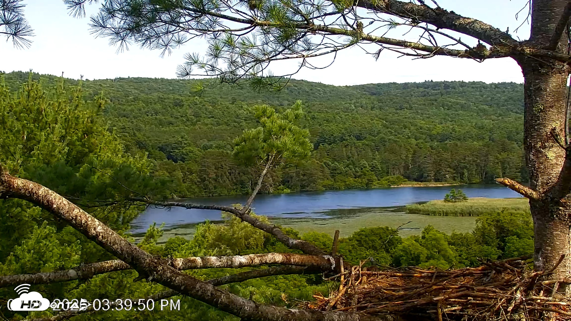 Snapshot of VINS Bald Eagles Nest Live Cams taken Jul 20, 2026, 3:41pm EDT