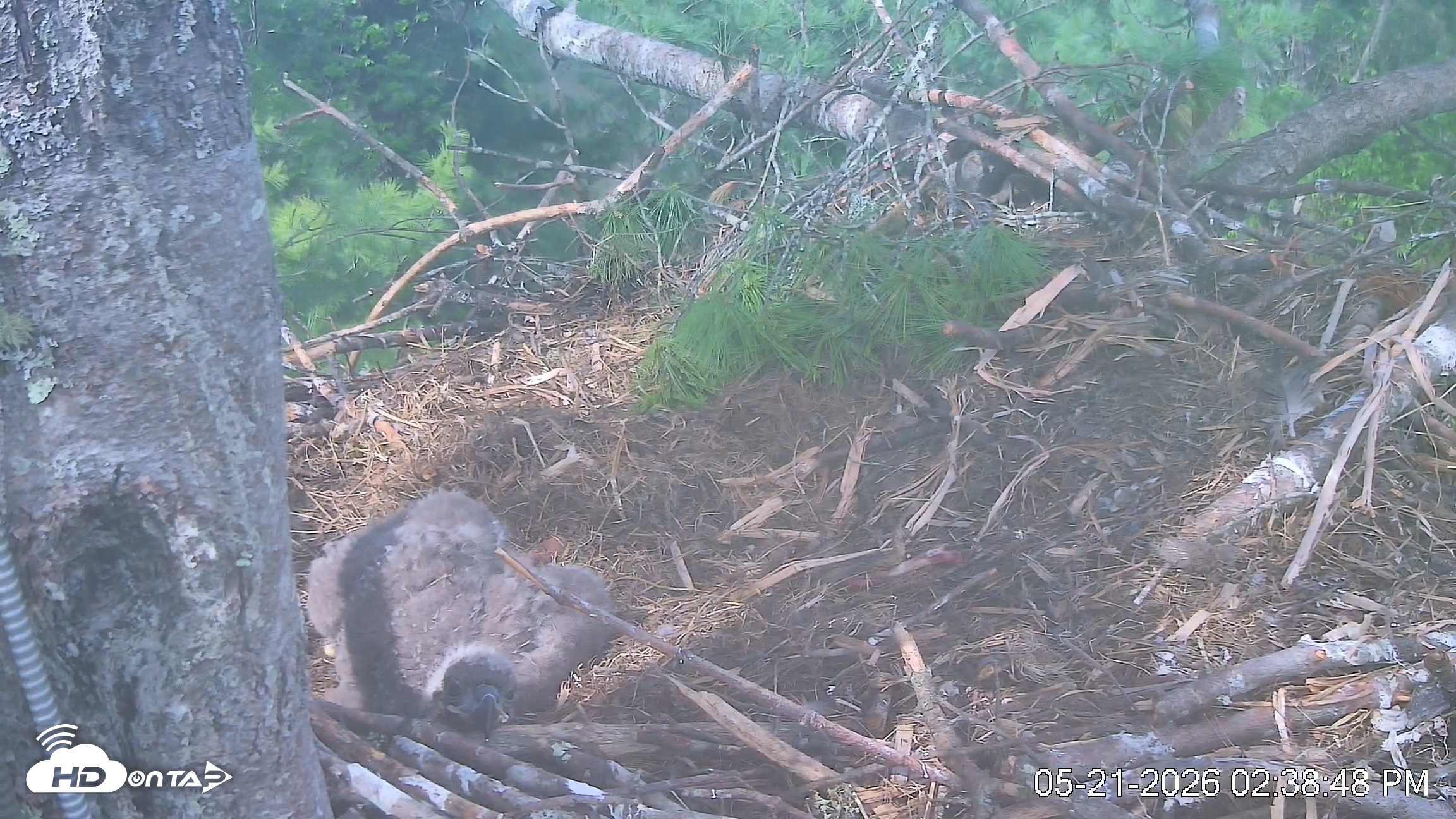 Snapshot of VINS Bald Eagles Nest Live Cams taken May 21, 2026, 2:39pm EDT