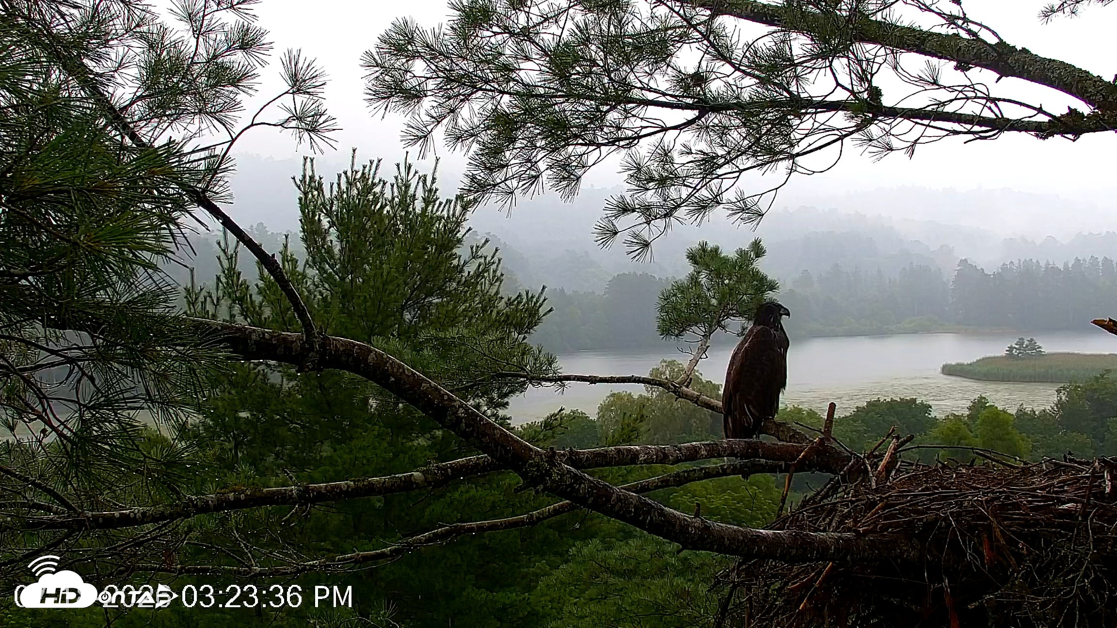Snapshot of VINS Bald Eagles Nest Live Cams taken Jul 18, 2026, 3:24pm EDT
