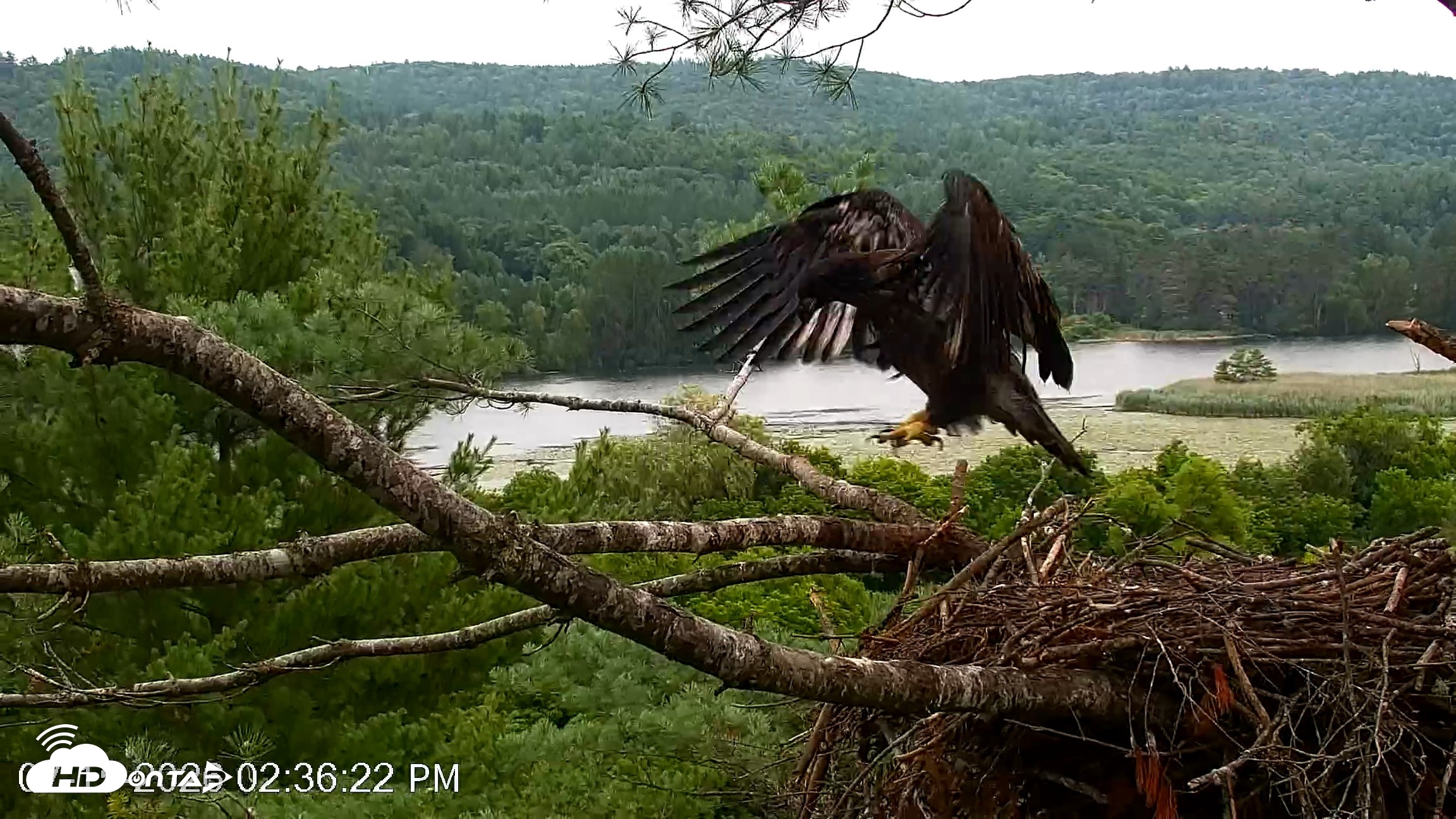 Snapshot of VINS Bald Eagles Nest Live Cams taken Jul 15, 2026, 2:37pm EDT
