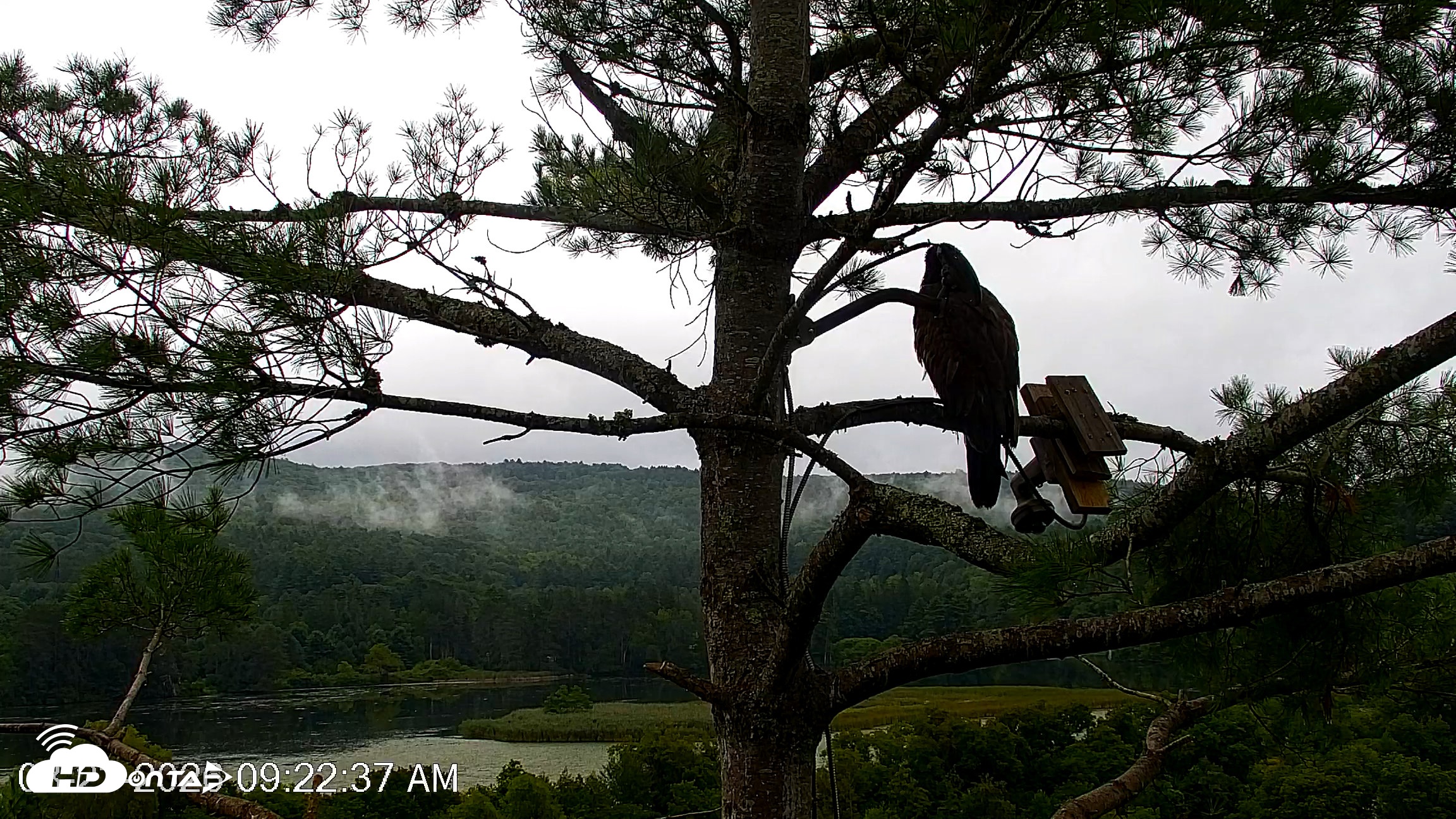 Snapshot of VINS Bald Eagles Nest Live Cams taken Aug 23, 2026, 9:23am EDT