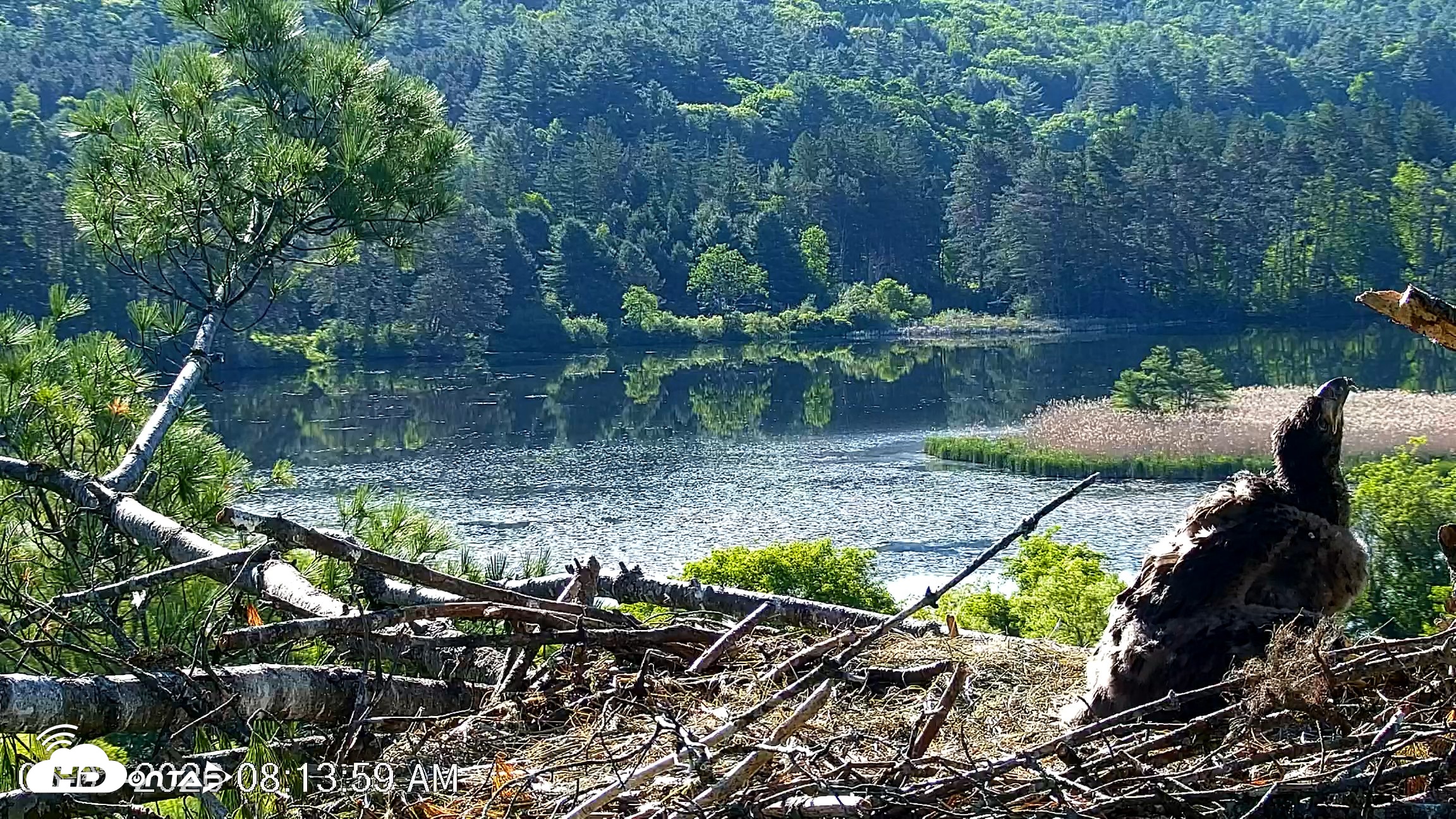 Snapshot of VINS Bald Eagles Nest Live Cams taken Jun 3, 2026, 8:14am EDT