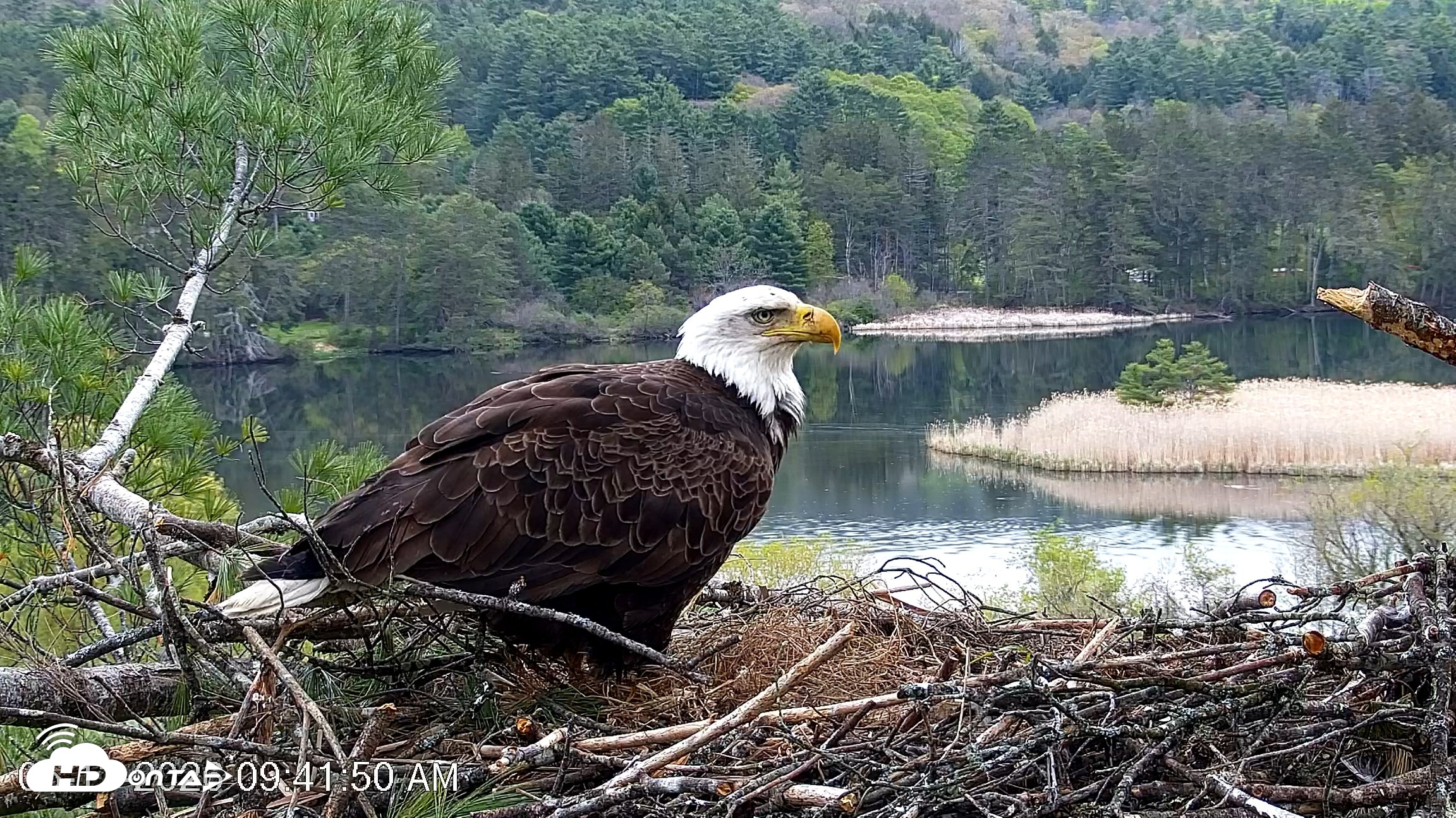 Snapshot of VINS Bald Eagles Nest Live Cams taken May 13, 2026, 9:42am EDT