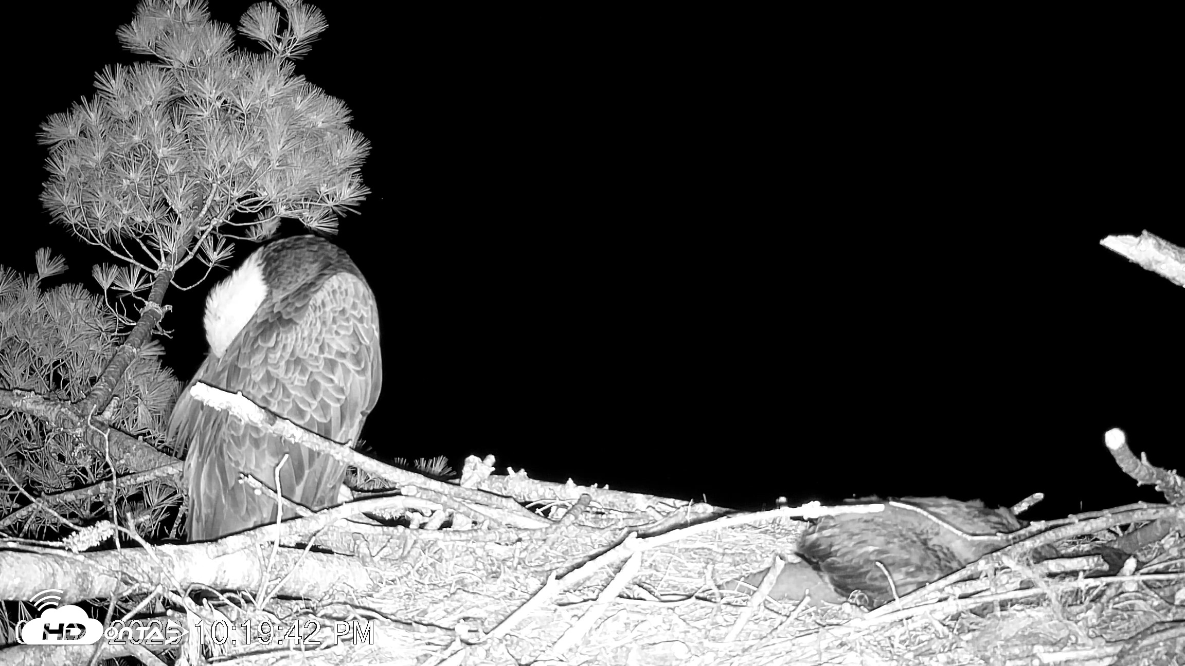 Snapshot of VINS Bald Eagles Nest Live Cams taken Jun 4, 2026, 10:20pm EDT
