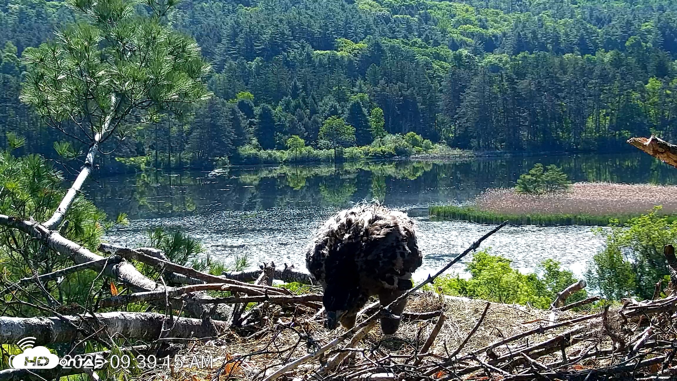 Snapshot of VINS Bald Eagles Nest Live Cams taken Jun 3, 2026, 9:40am EDT