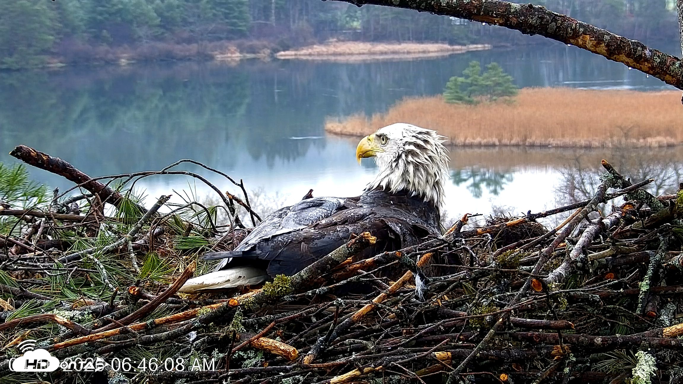 Snapshot of VINS Bald Eagles Nest Live Cams taken Apr 16, 2026, 6:46am EDT