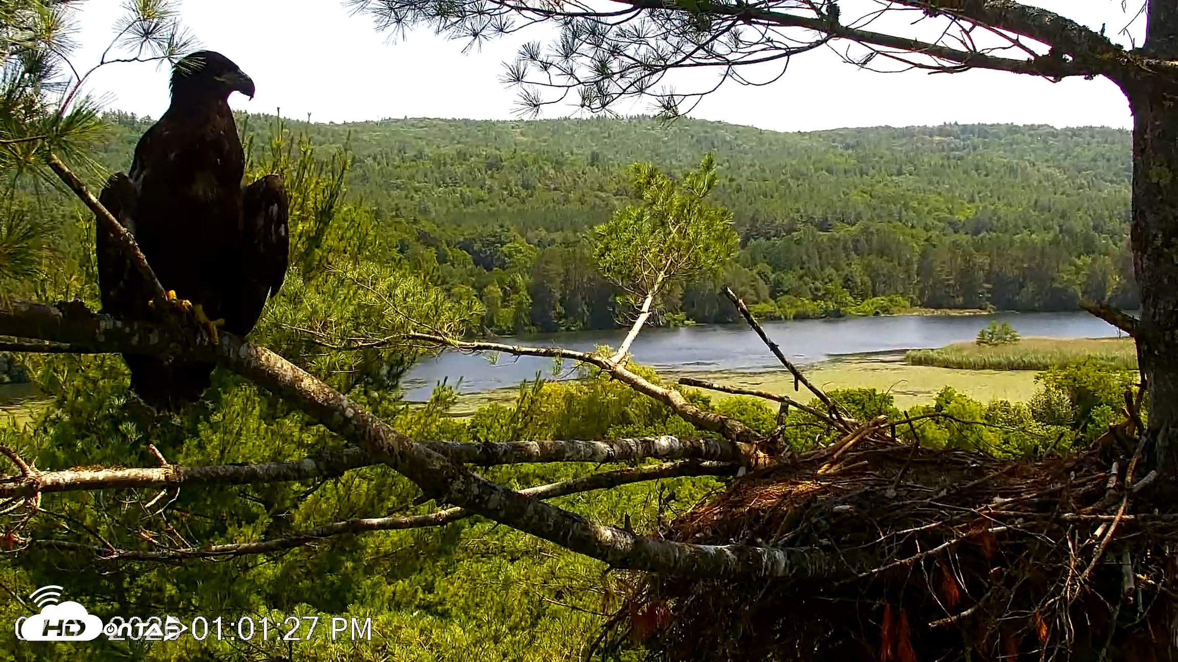 Snapshot of VINS Bald Eagles Nest Live Cams taken Jul 3, 2026, 1:02pm EDT