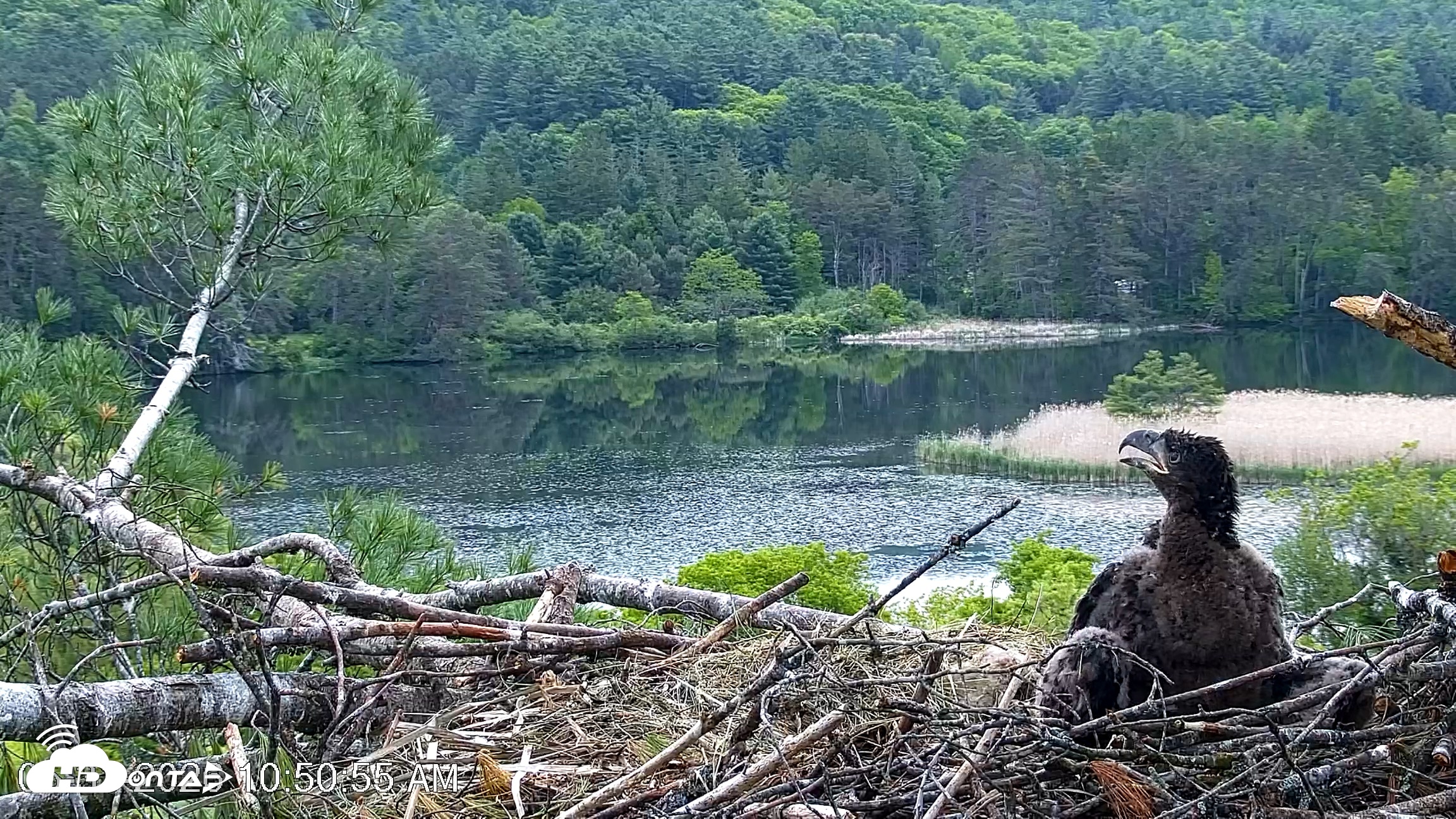 Snapshot of VINS Bald Eagles Nest Live Cams taken May 31, 2026, 10:51am EDT