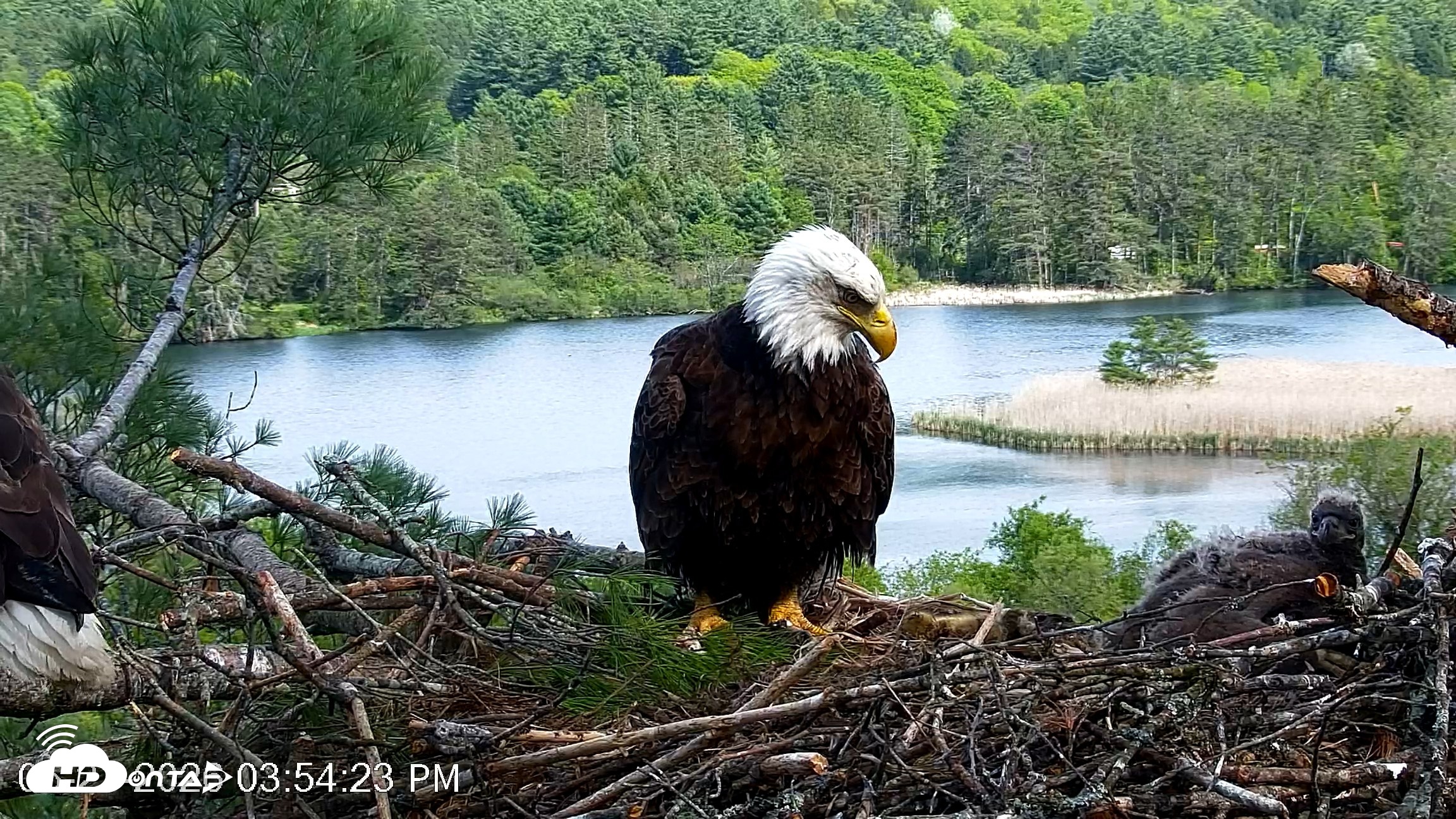 Snapshot of VINS Bald Eagles Nest Live Cams taken May 21, 2026, 3:56pm EDT