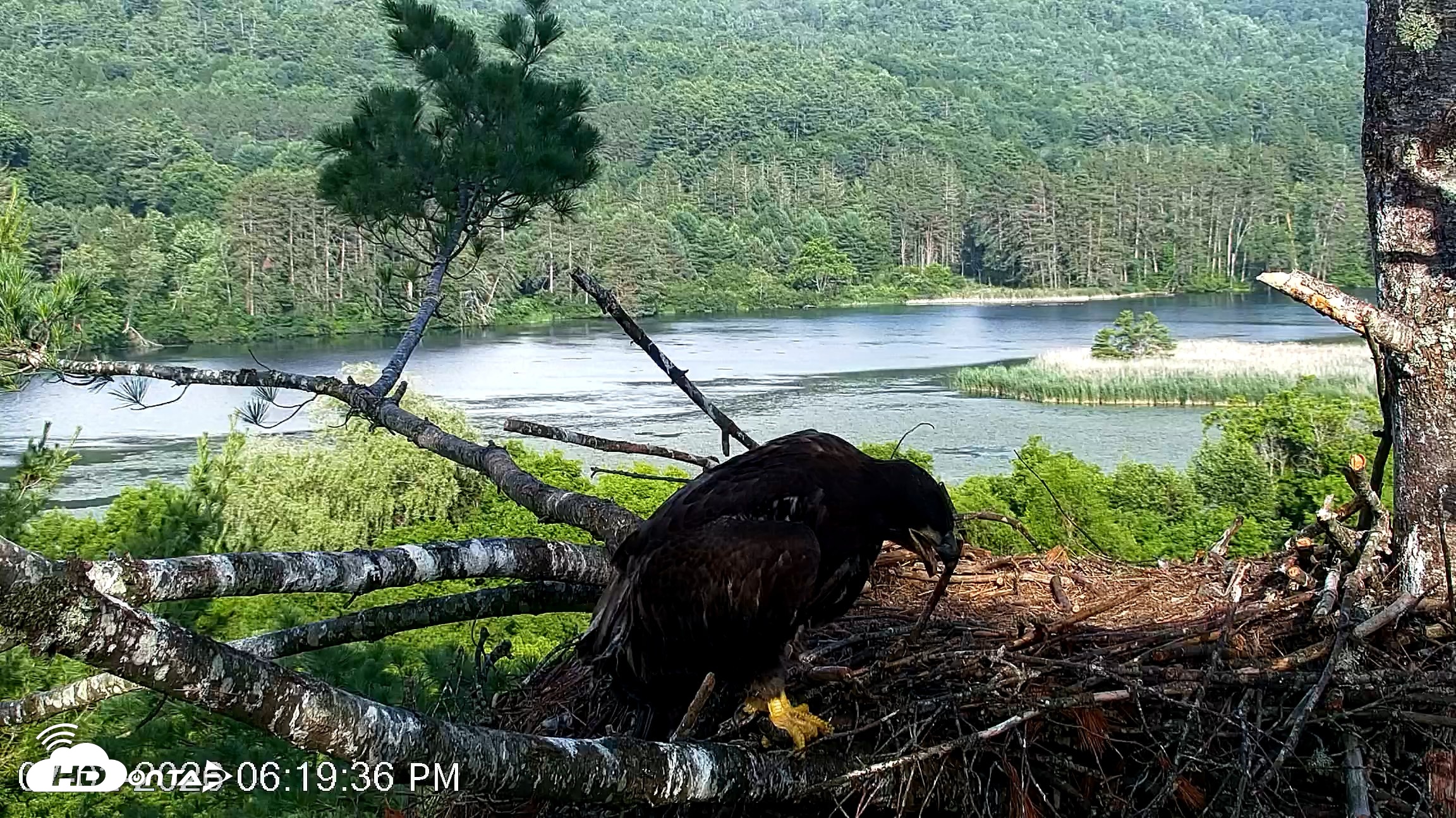 Snapshot of VINS Bald Eagles Nest Live Cams taken Jul 2, 2026, 6:20pm EDT