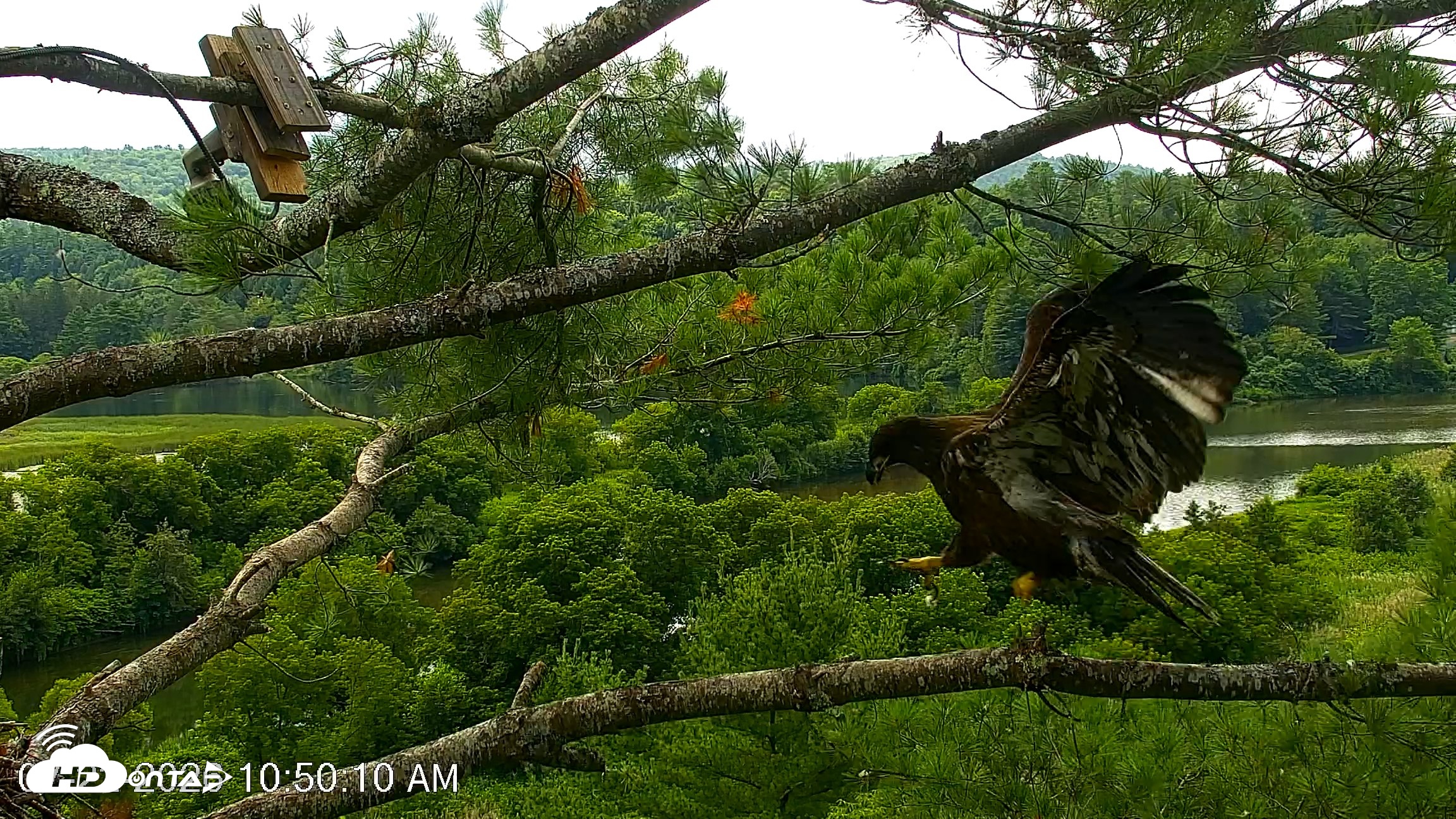 Snapshot of VINS Bald Eagles Nest Live Cams taken Jul 22, 2026, 10:51am EDT