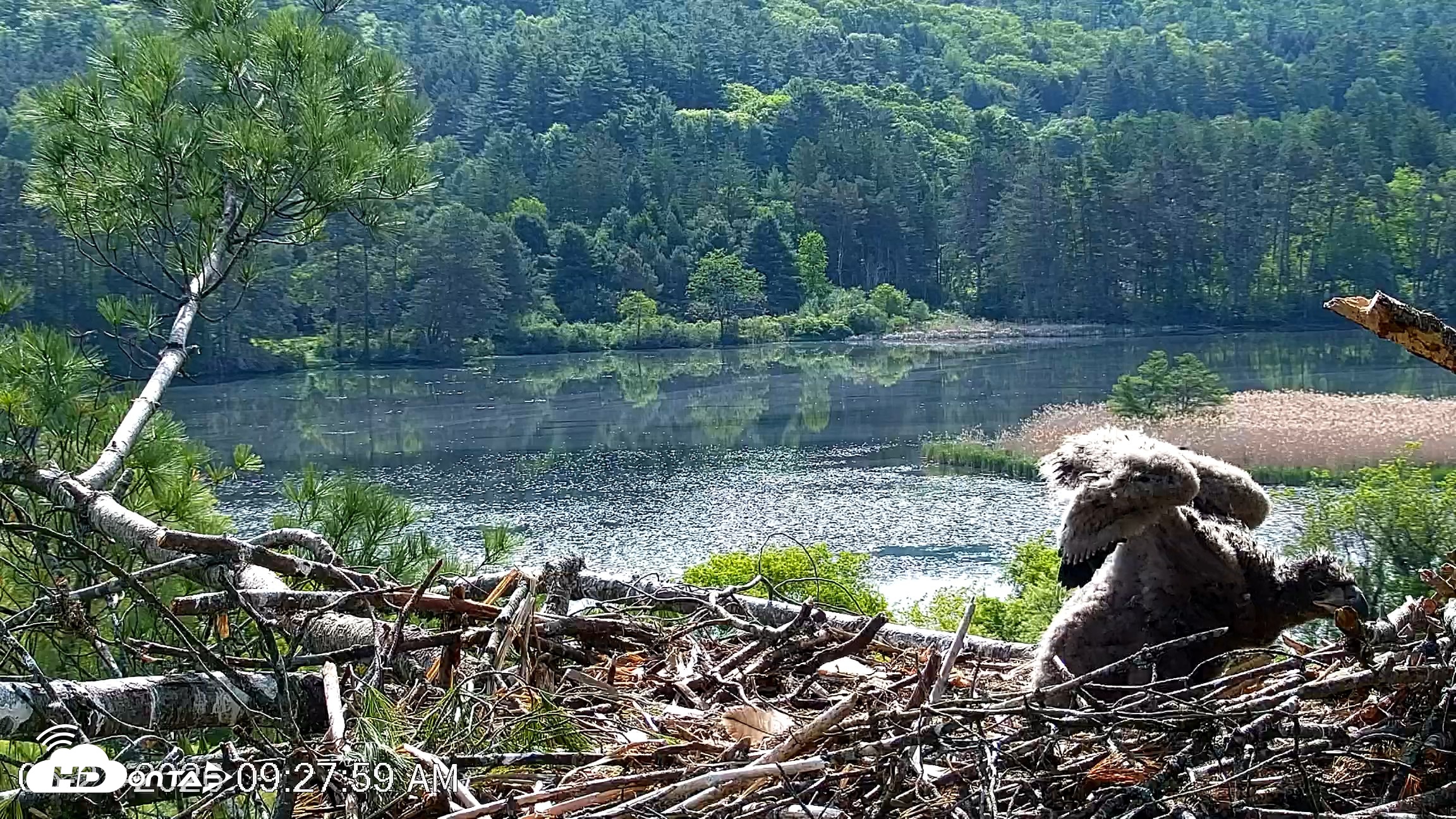 Snapshot of VINS Bald Eagles Nest Live Cams taken May 27, 2026, 9:28am EDT