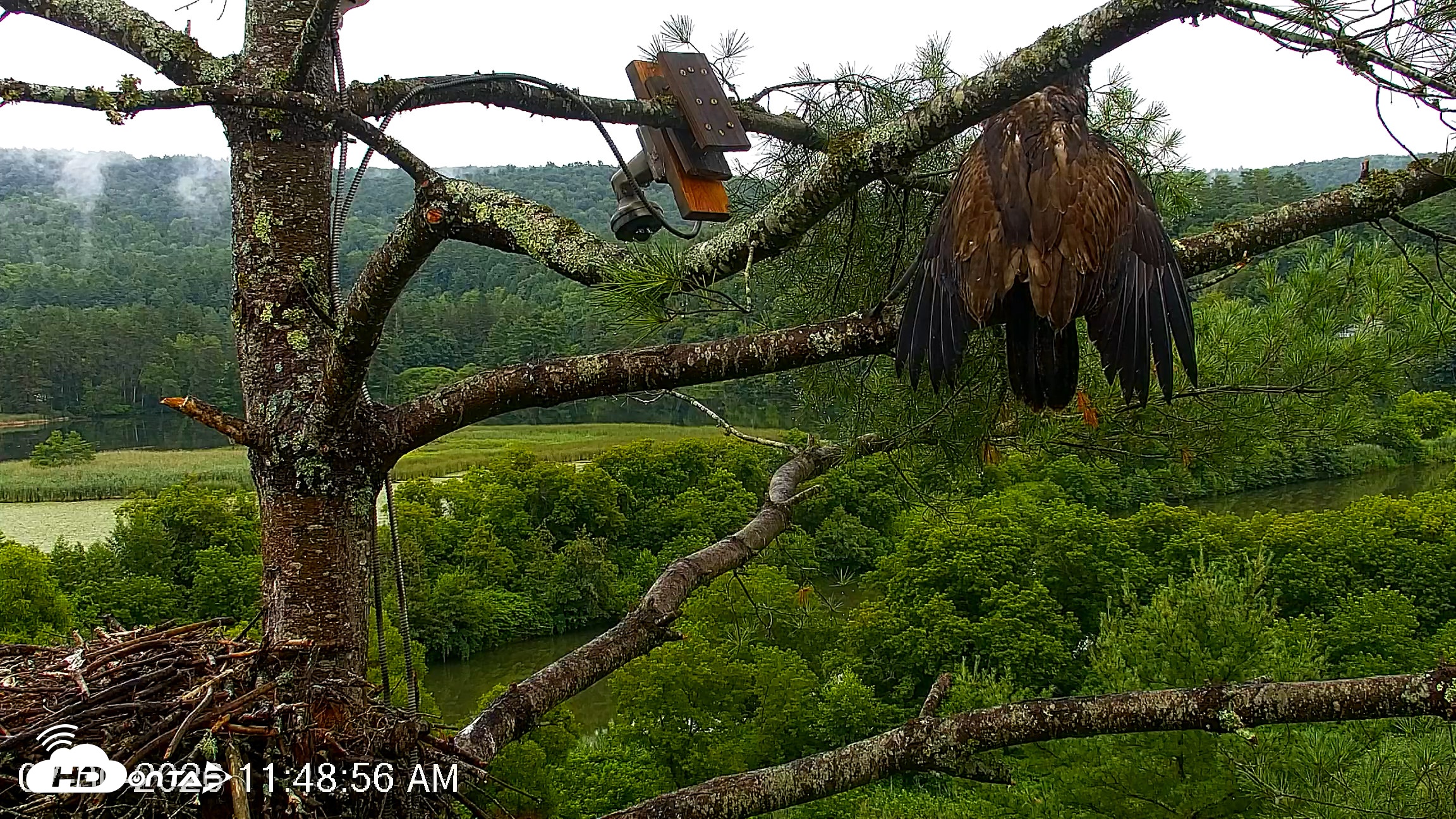 Snapshot of VINS Bald Eagles Nest Live Cams taken Jul 30, 2026, 11:49am EDT