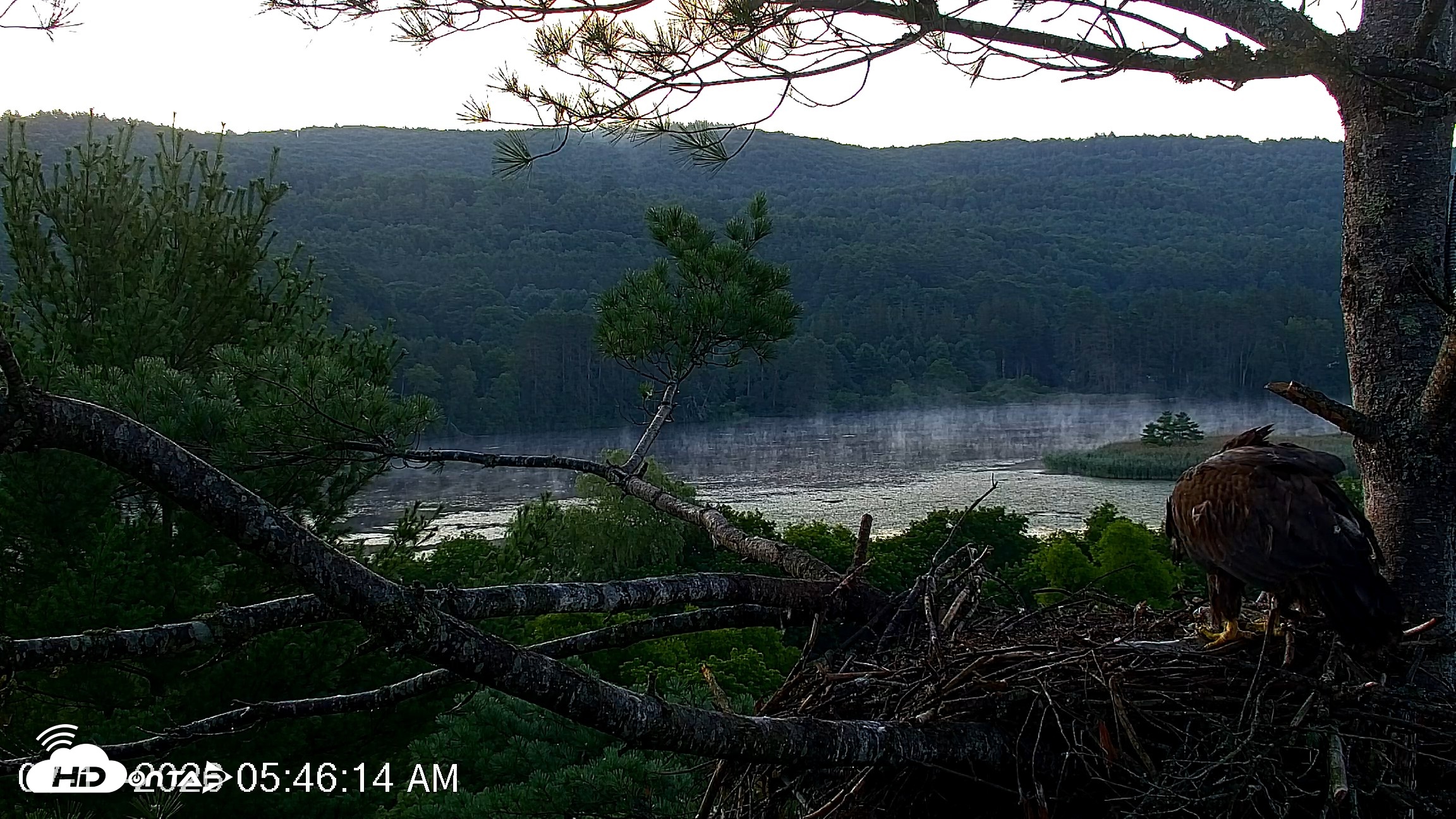 Snapshot of VINS Bald Eagles Nest Live Cams taken Jul 17, 2026, 5:47am EDT