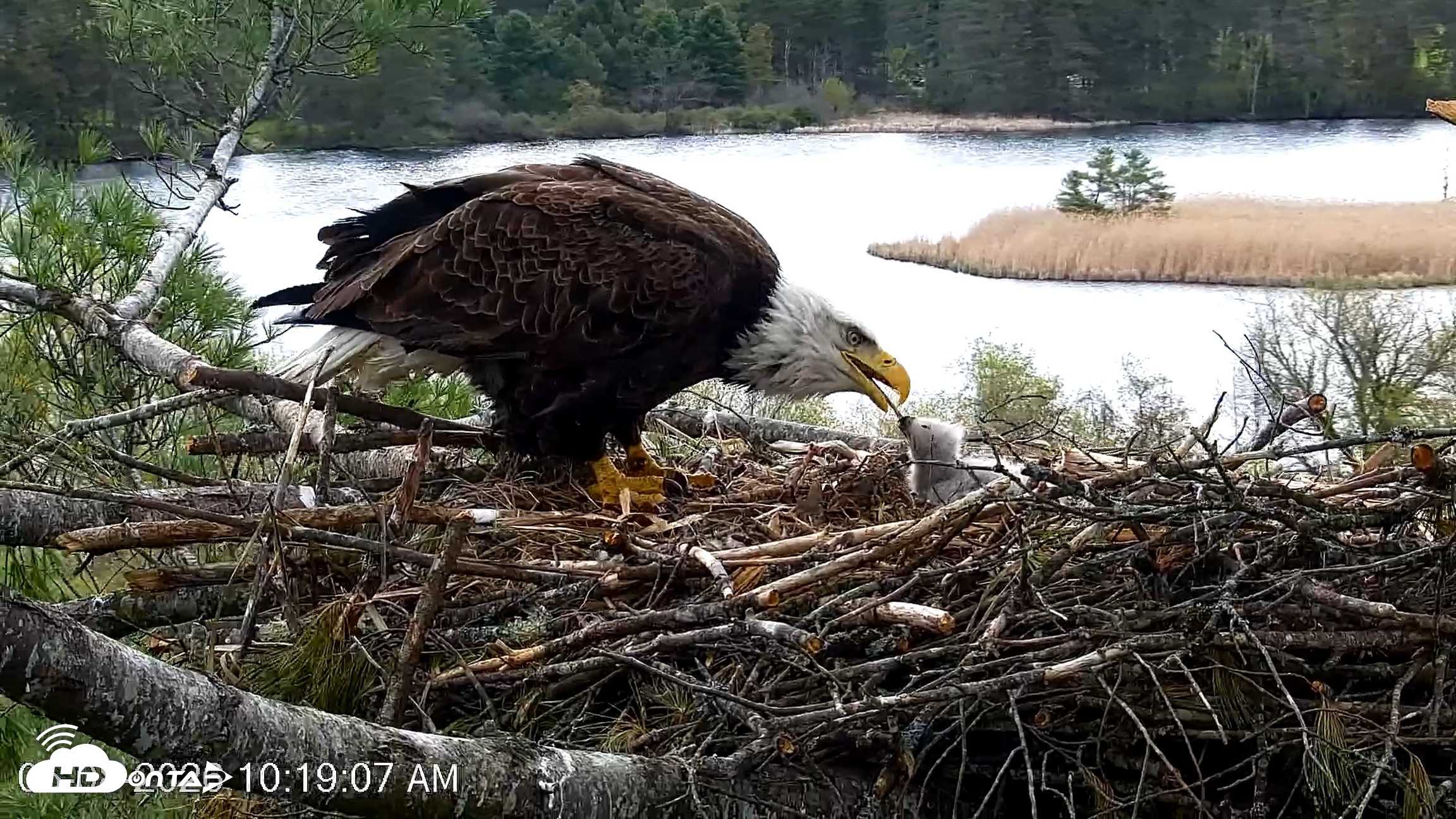 Snapshot of VINS Bald Eagles Nest Live Cams taken May 8, 2026, 10:19am EDT