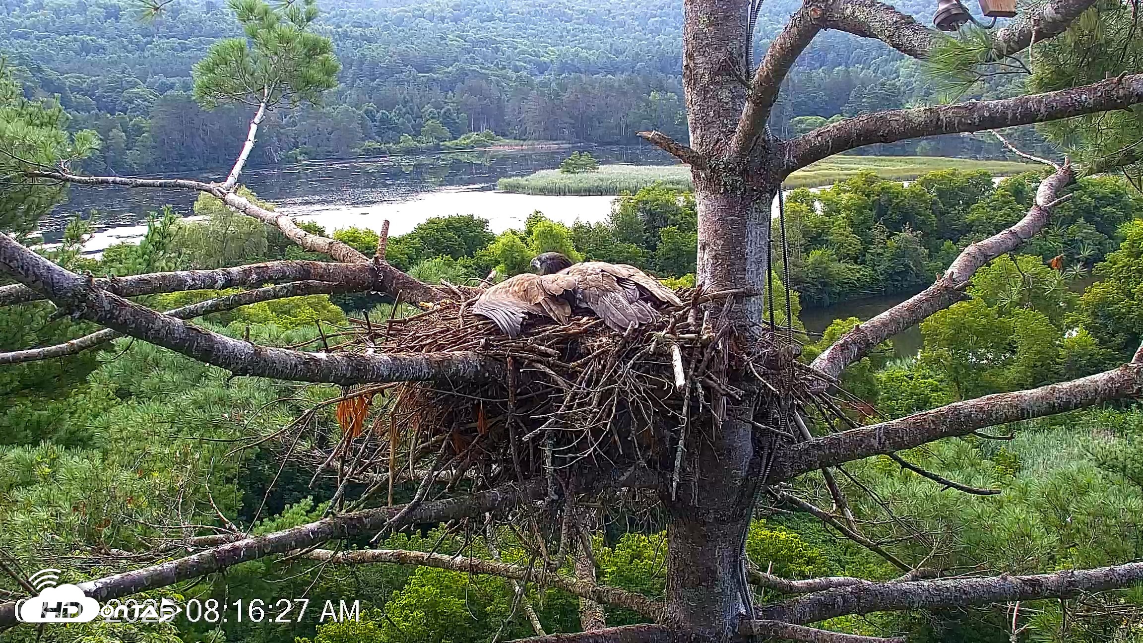 Snapshot of VINS Bald Eagles Nest Live Cams taken Aug 10, 2026, 8:17am EDT