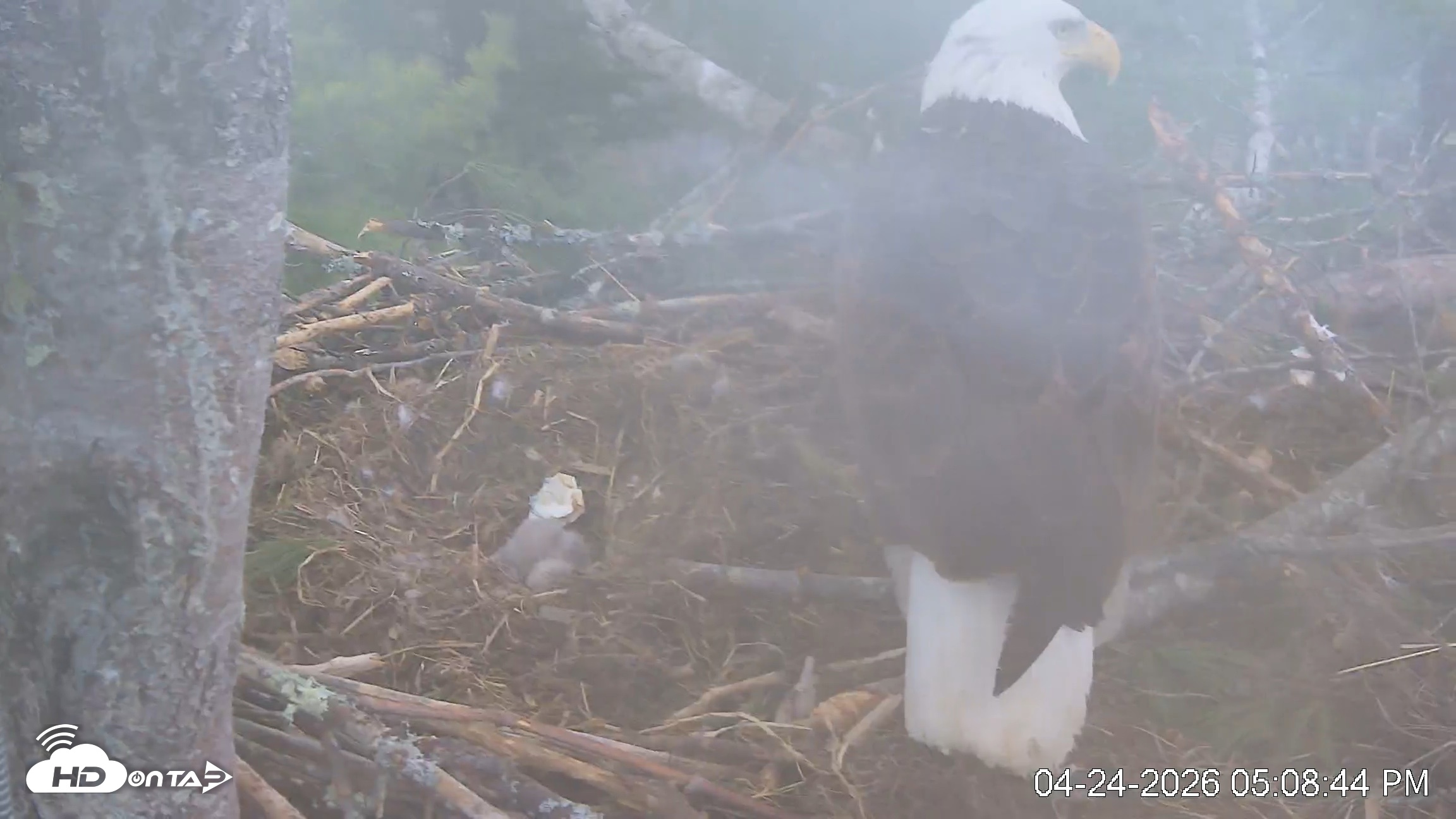 Snapshot of VINS Bald Eagles Nest Live Cams taken Apr 24, 2026, 5:09pm EDT