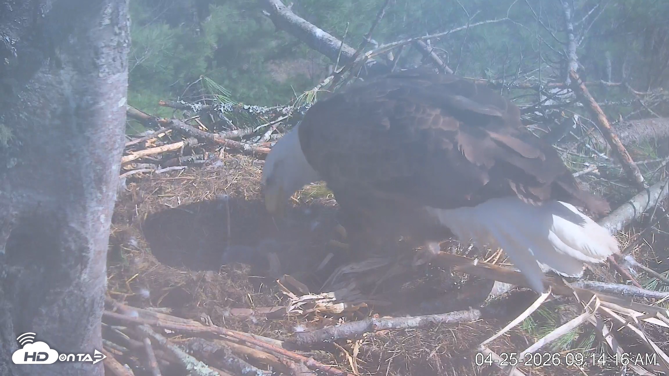 Snapshot of VINS Bald Eagles Nest Live Cams taken Apr 25, 2026, 9:15am EDT