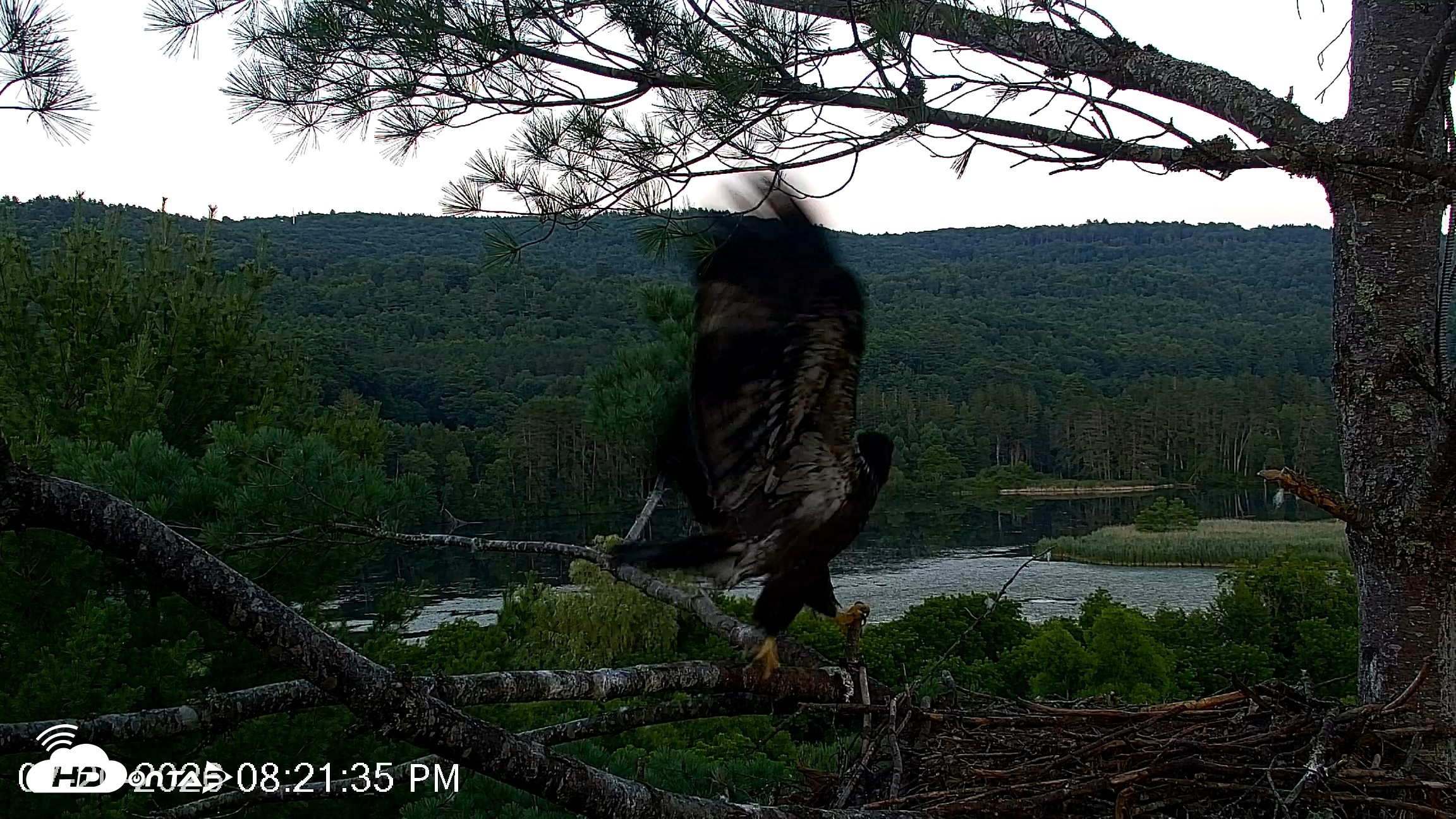 Snapshot of VINS Bald Eagles Nest Live Cams taken Jul 20, 2026, 8:22pm EDT