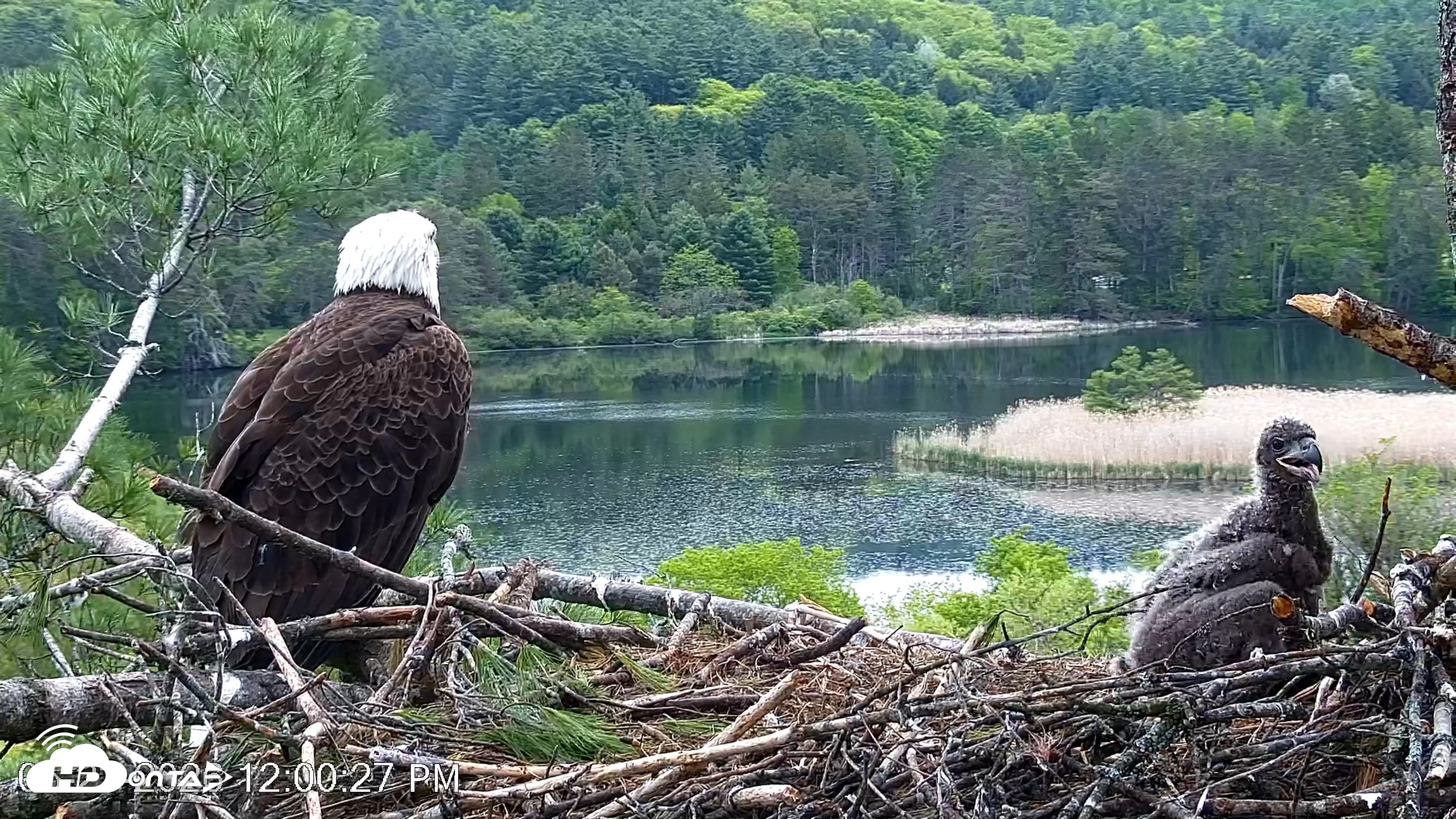Snapshot of VINS Bald Eagles Nest Live Cams taken May 23, 2026, 12:01pm EDT