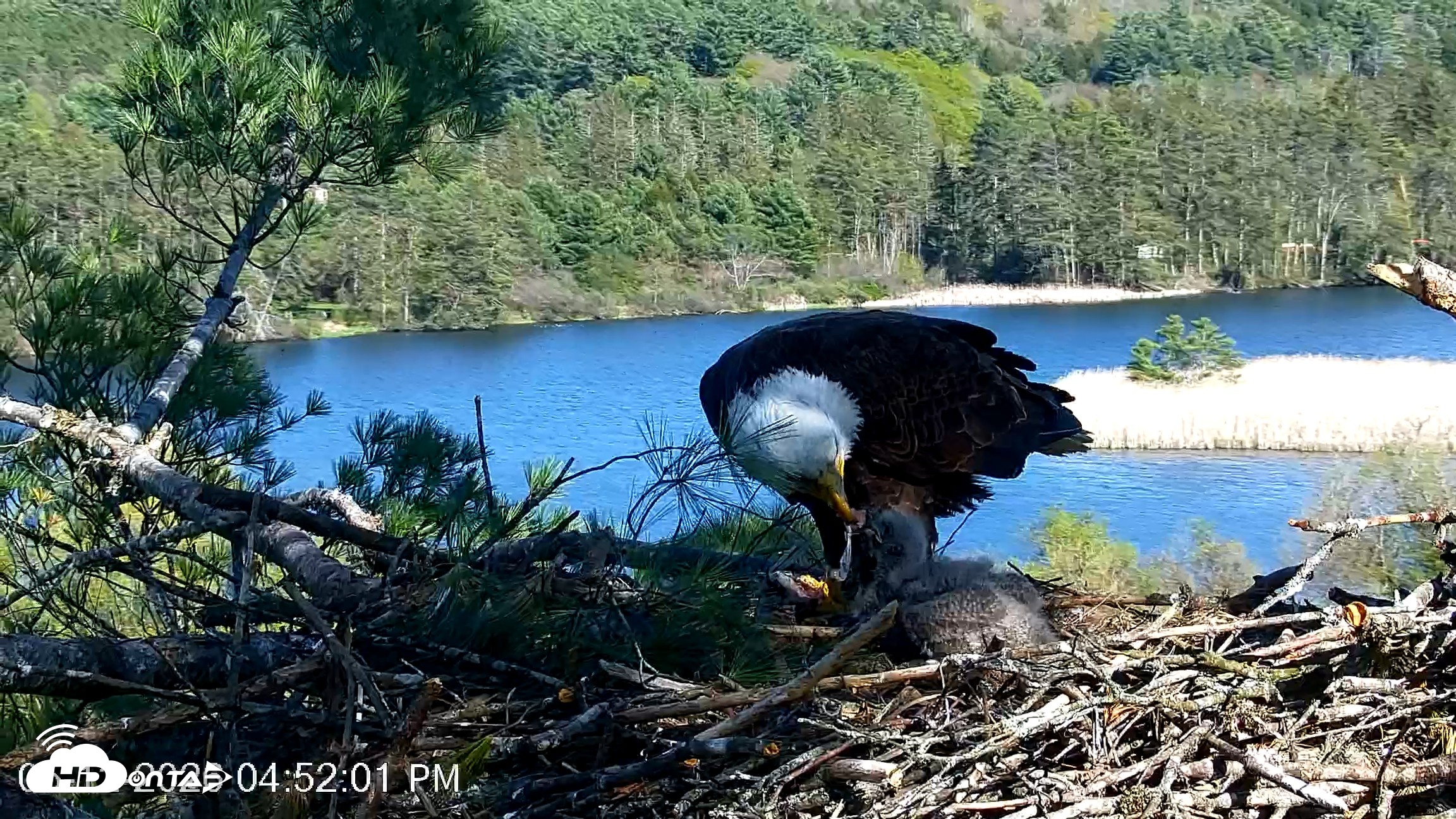 Snapshot of VINS Bald Eagles Nest Live Cams taken May 12, 2026, 4:52pm EDT
