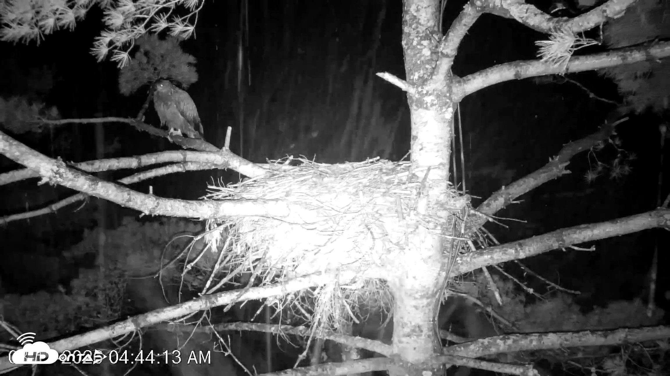 Snapshot of VINS Bald Eagles Nest Live Cams taken Aug 13, 2026, 4:45am EDT