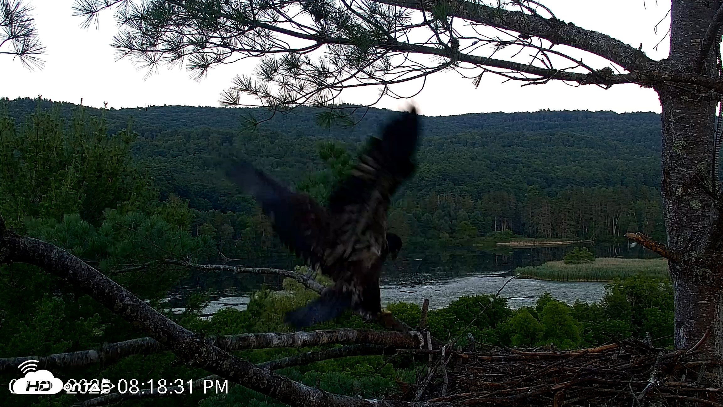 Snapshot of VINS Bald Eagles Nest Live Cams taken Jul 20, 2026, 8:19pm EDT