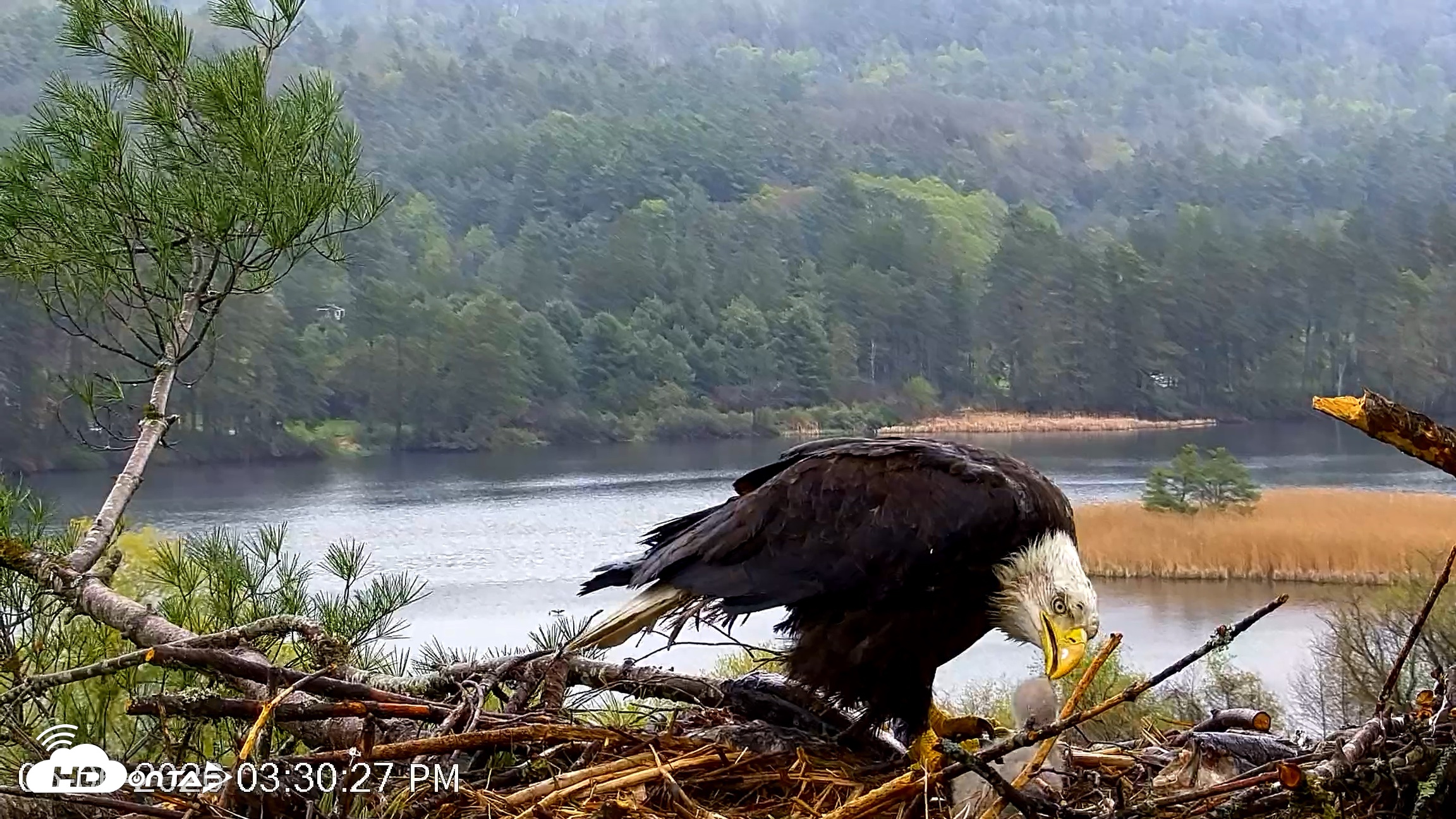 Snapshot of VINS Bald Eagles Nest Live Cams taken May 6, 2026, 3:31pm EDT