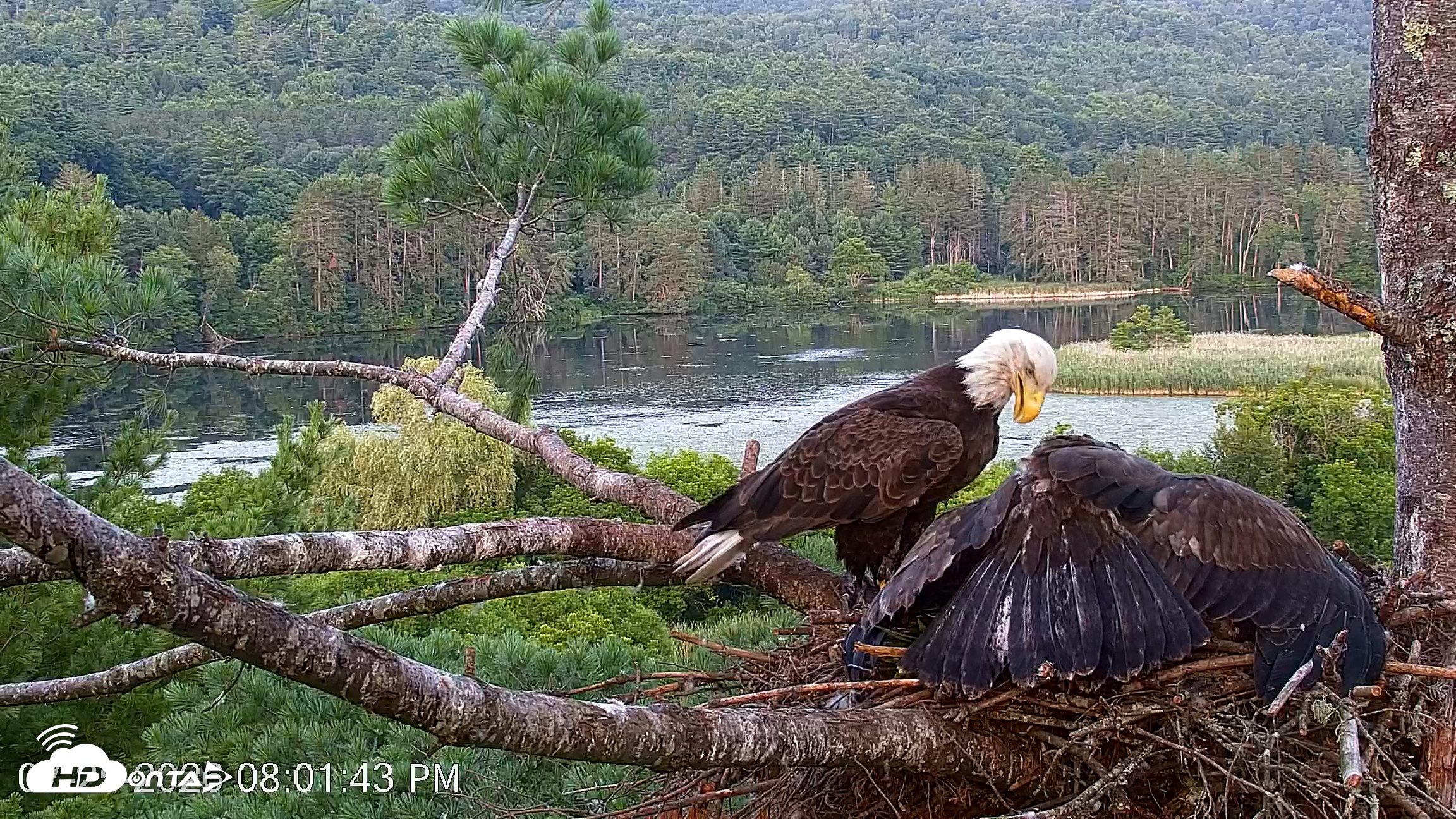 Snapshot of VINS Bald Eagles Nest Live Cams taken Jul 25, 2026, 8:02pm EDT