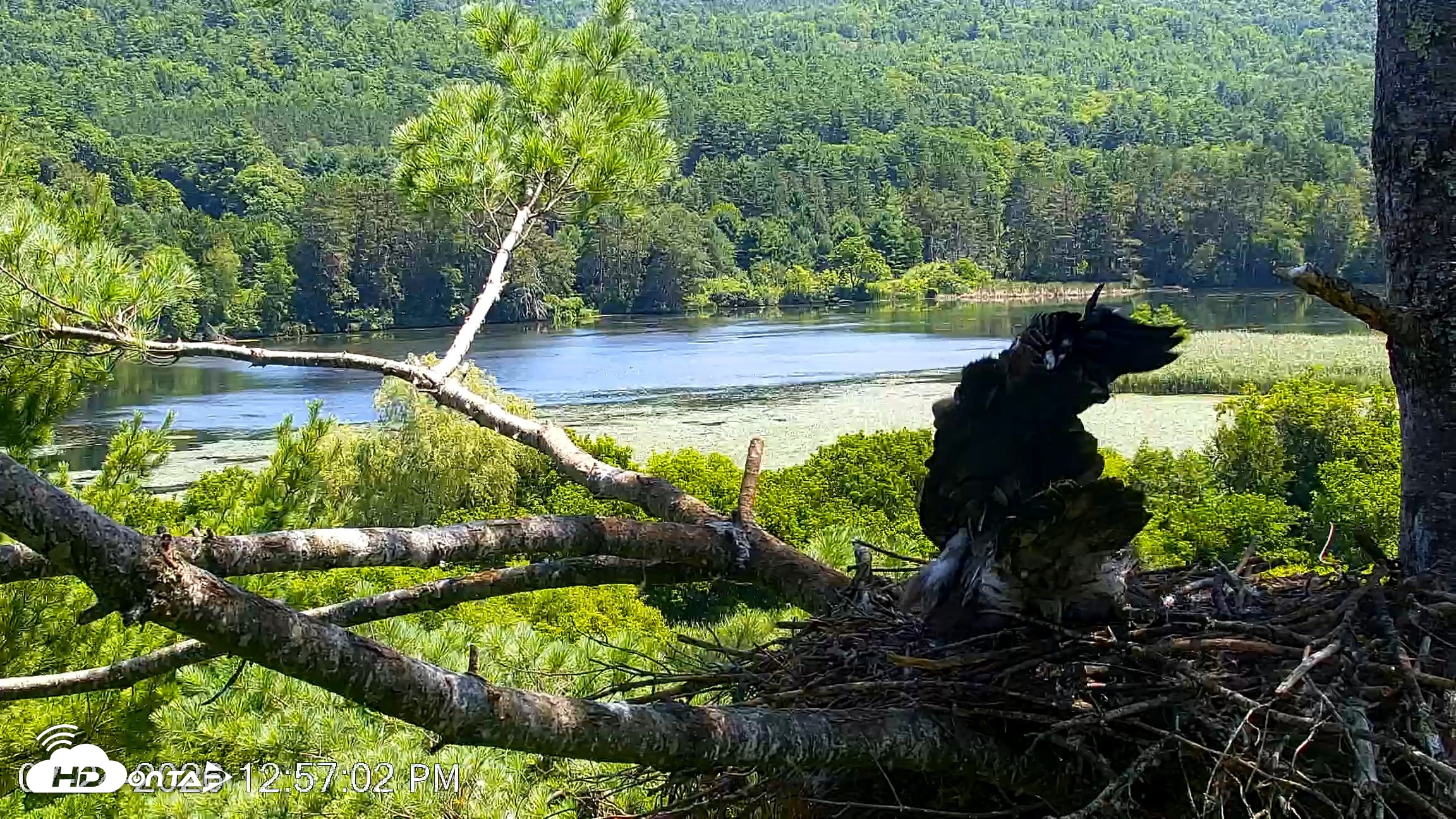 Snapshot of VINS Bald Eagles Nest Live Cams taken Jul 24, 2026, 12:57pm EDT