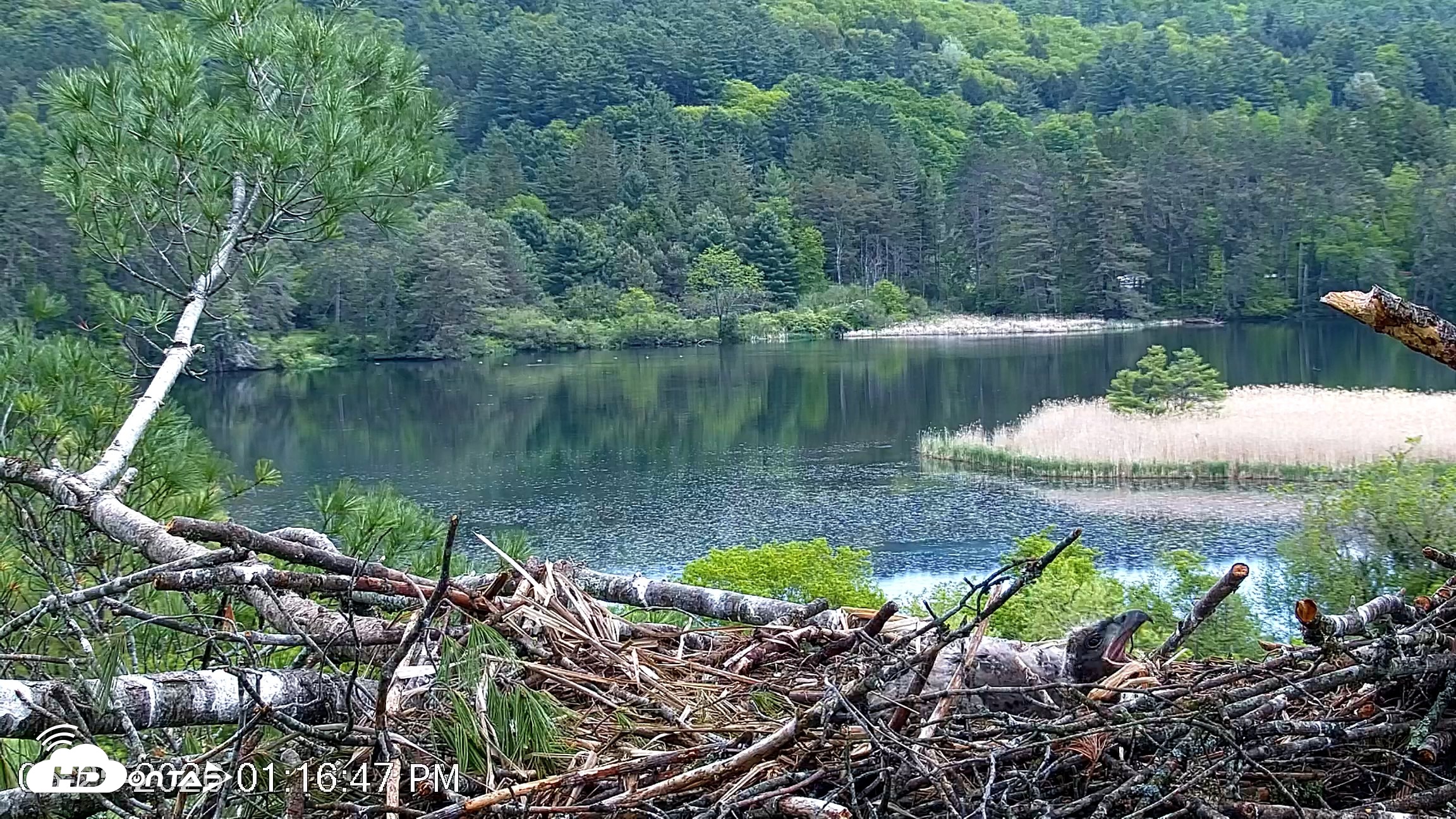 Snapshot of VINS Bald Eagles Nest Live Cams taken May 25, 2026, 1:17pm EDT