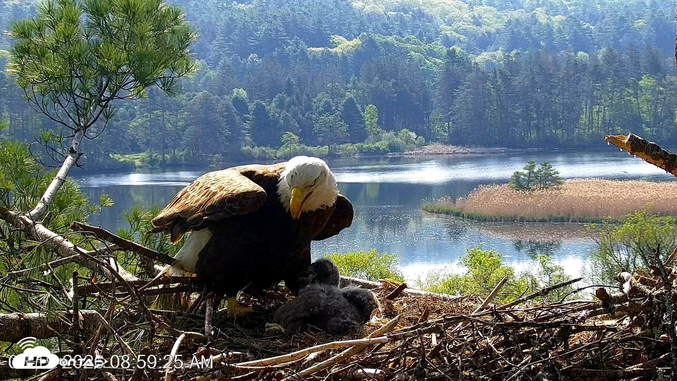 Snapshot of VINS Bald Eagles Nest Live Cams taken May 19, 2026, 9:00am EDT