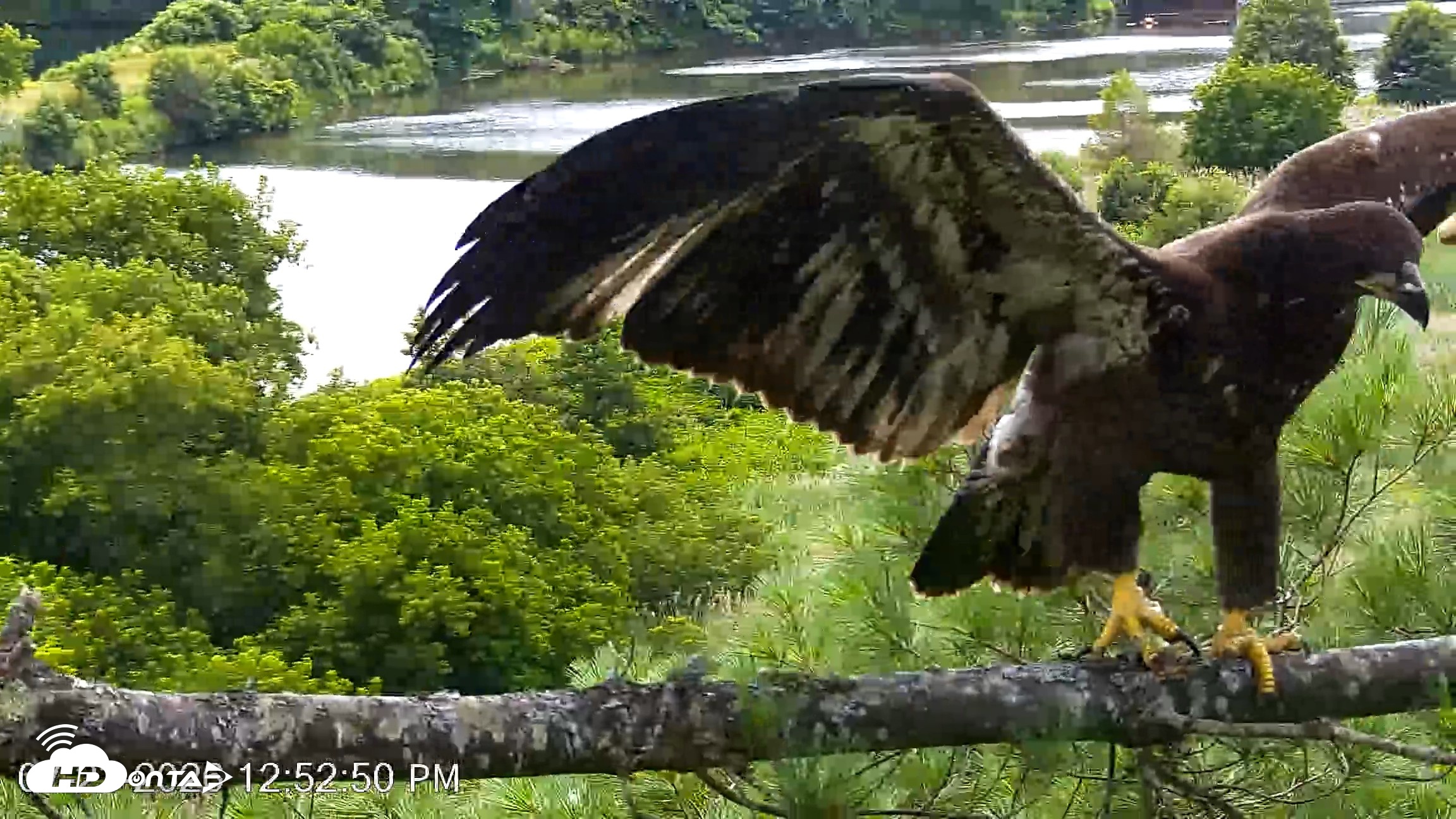 Snapshot of VINS Bald Eagles Nest Live Cams taken Jul 23, 2026, 12:53pm EDT