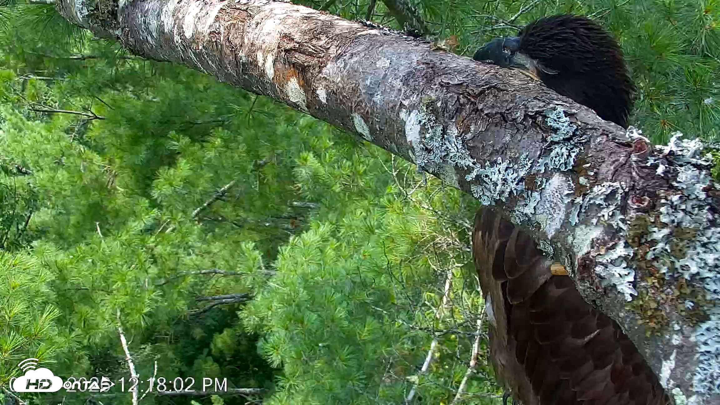 Snapshot of VINS Bald Eagles Nest Live Cams taken Jul 28, 2026, 12:18pm EDT