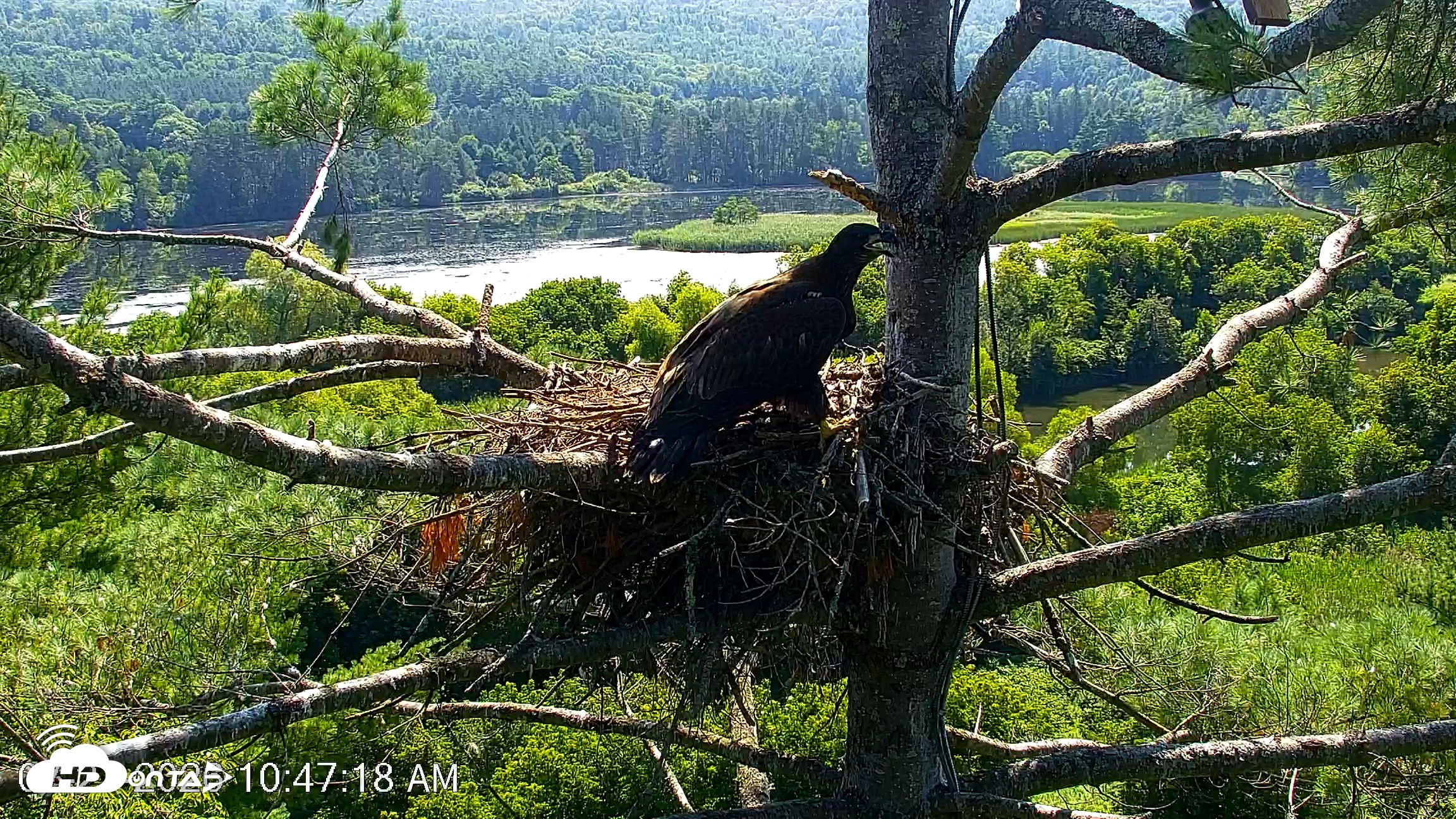 Snapshot of VINS Bald Eagles Nest Live Cams taken Jul 27, 2026, 10:47am EDT