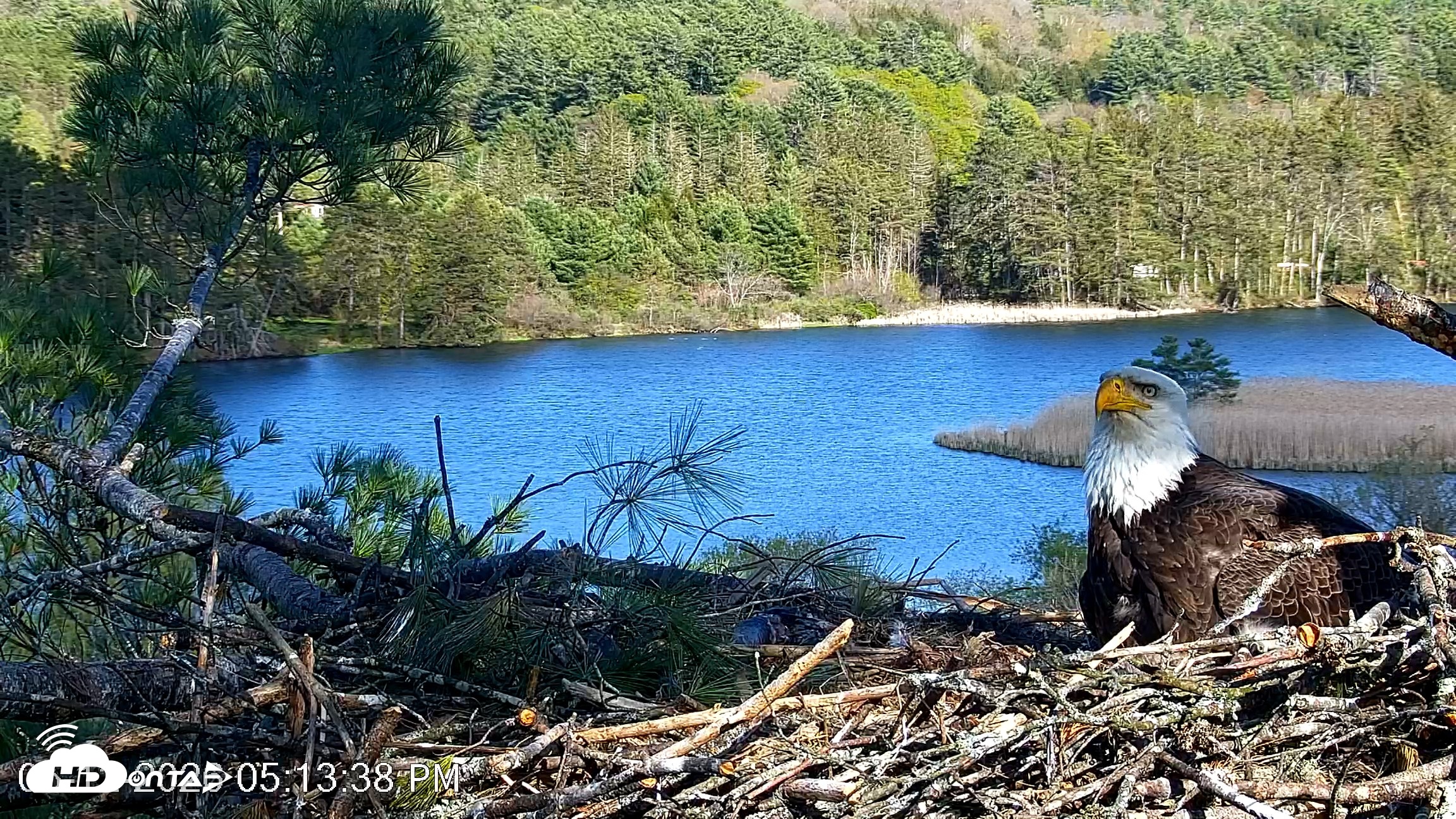 Snapshot of VINS Bald Eagles Nest Live Cams taken May 12, 2026, 5:14pm EDT